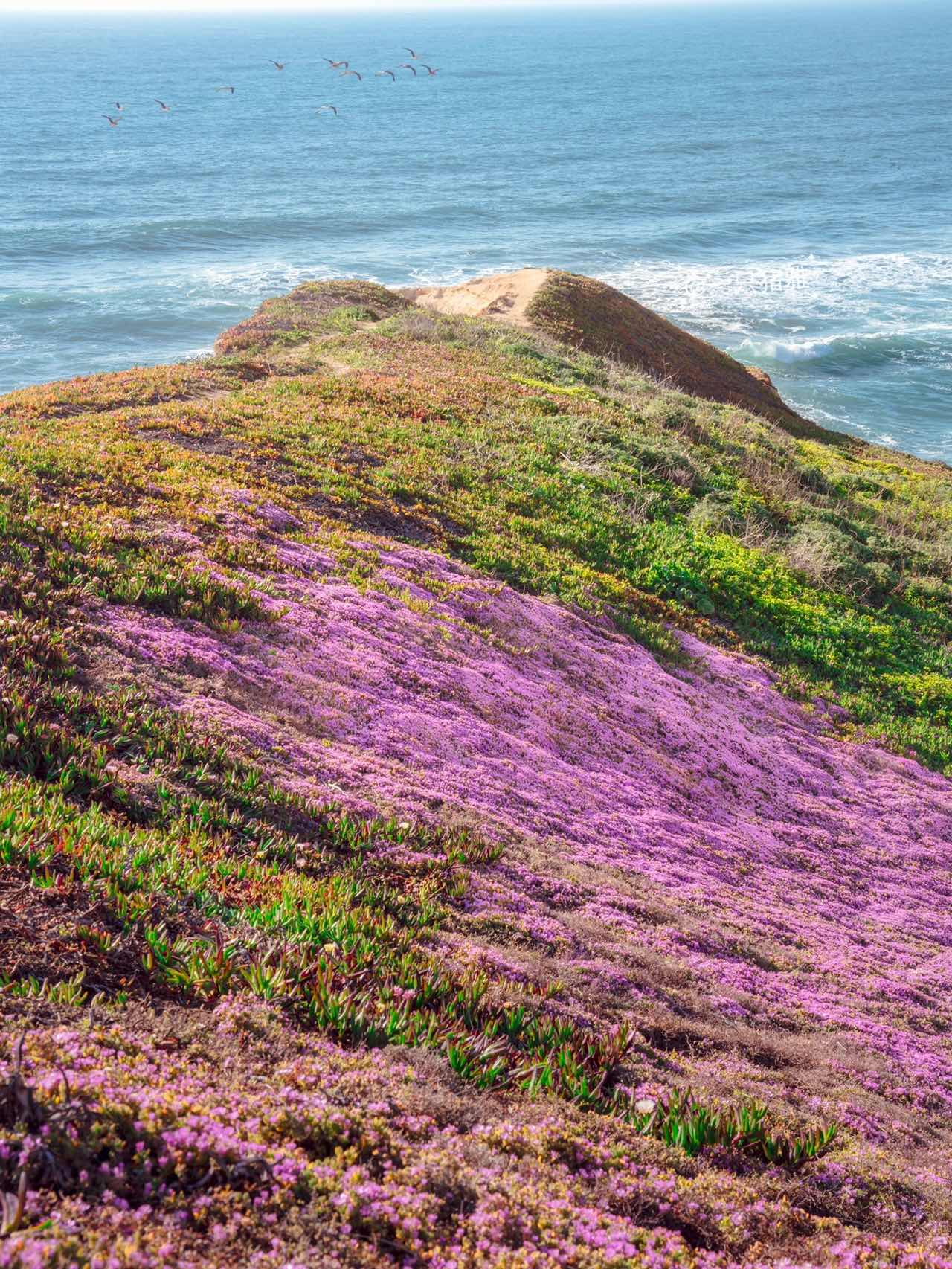 Pink Floral Blanket on California Coastline