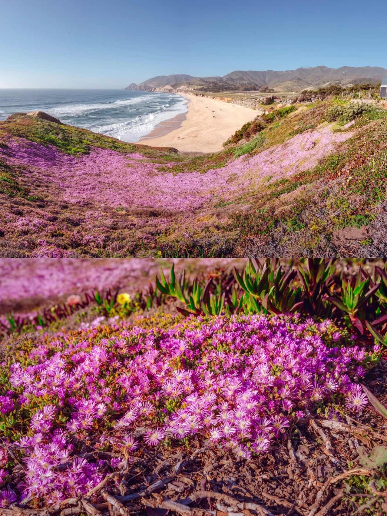 Pink Floral Blanket on California Coastline