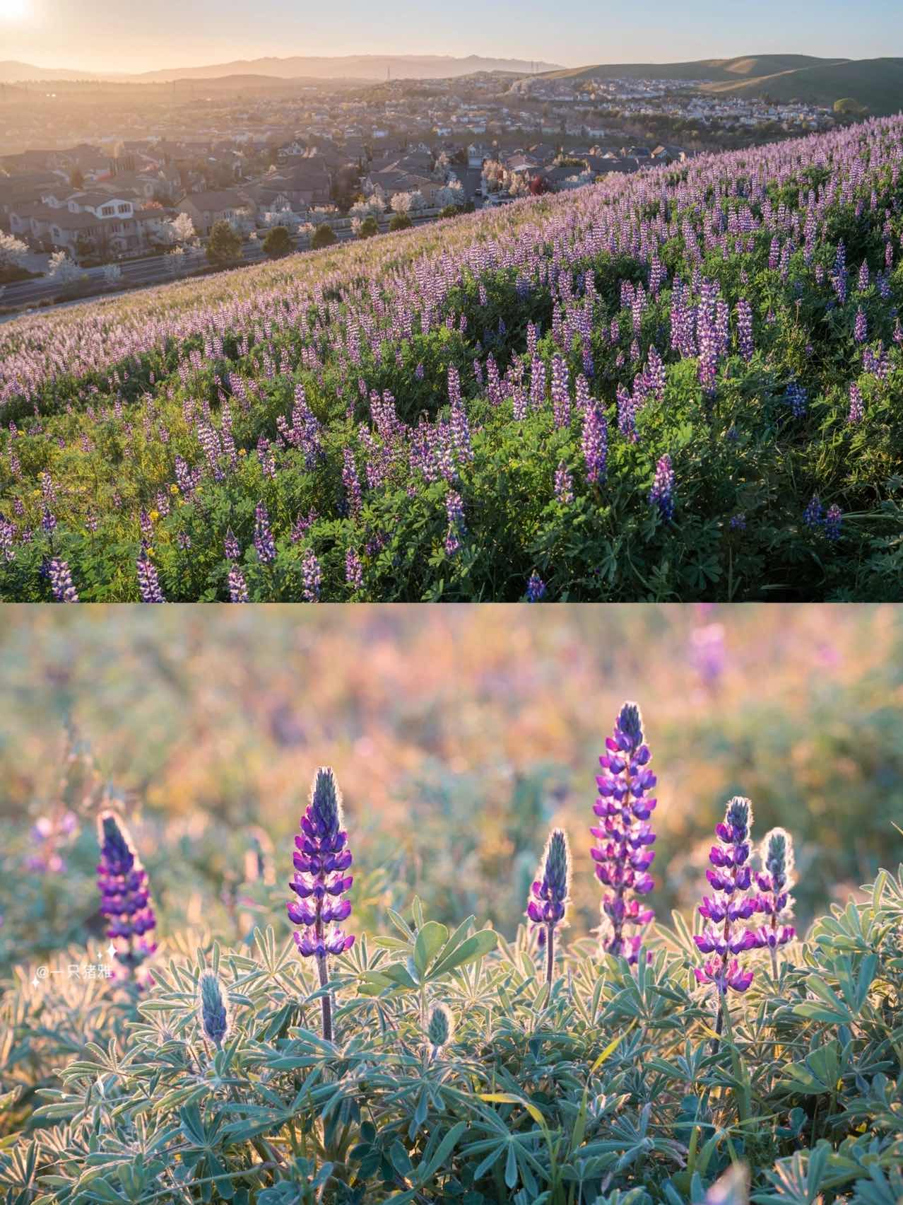 Hiking in the Bay Area to See Fields of Baby's Breath Blossoms