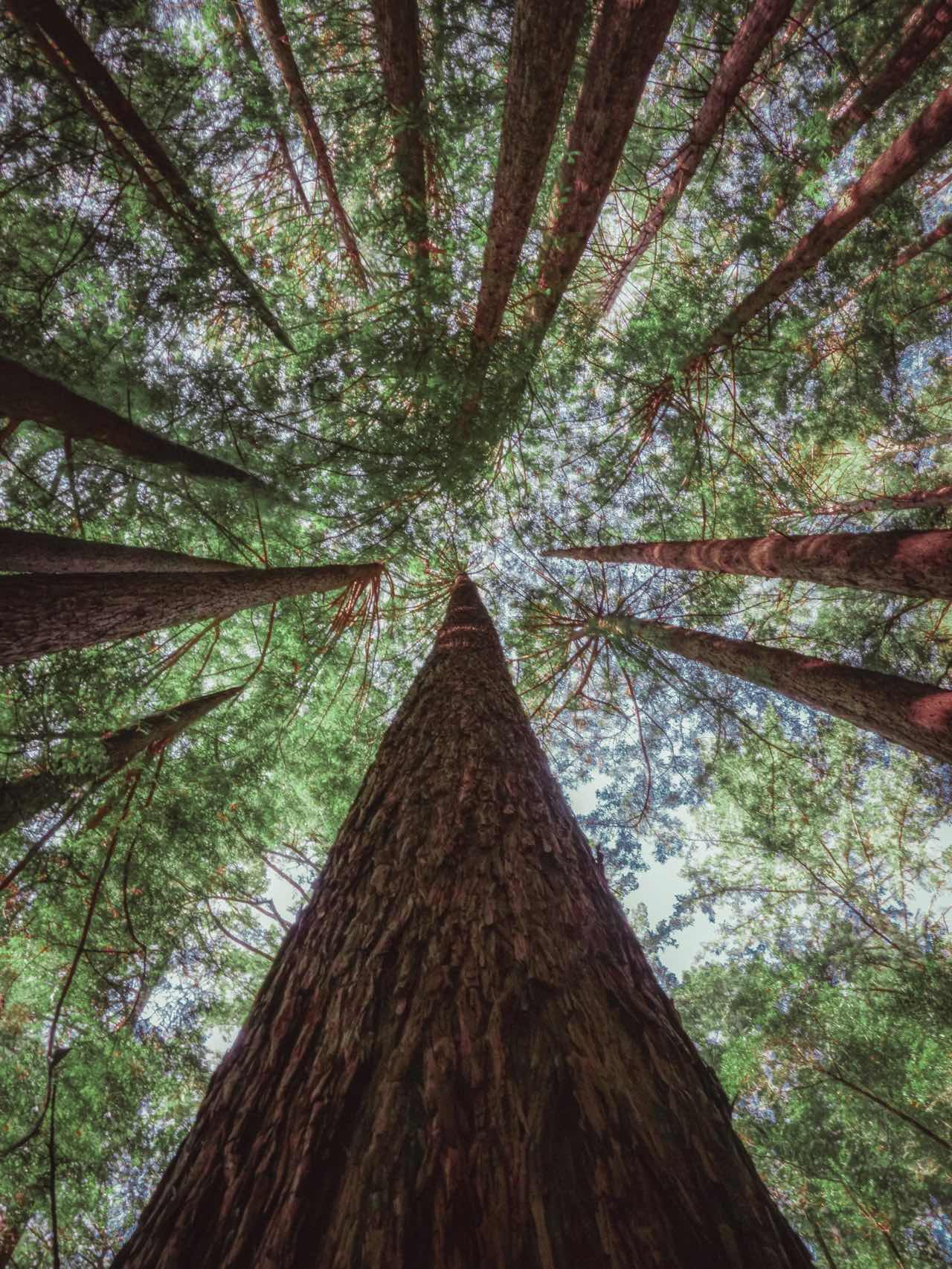 Bay Area Hiking | Summertime Forest Bath