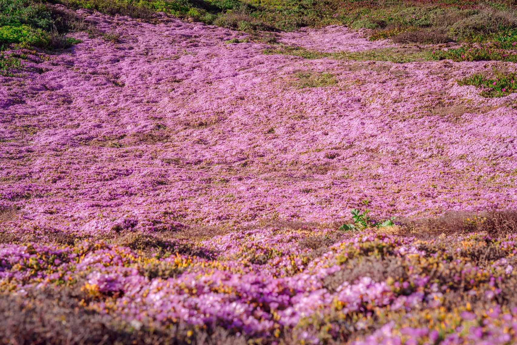Pink Floral Blanket on California Coastline