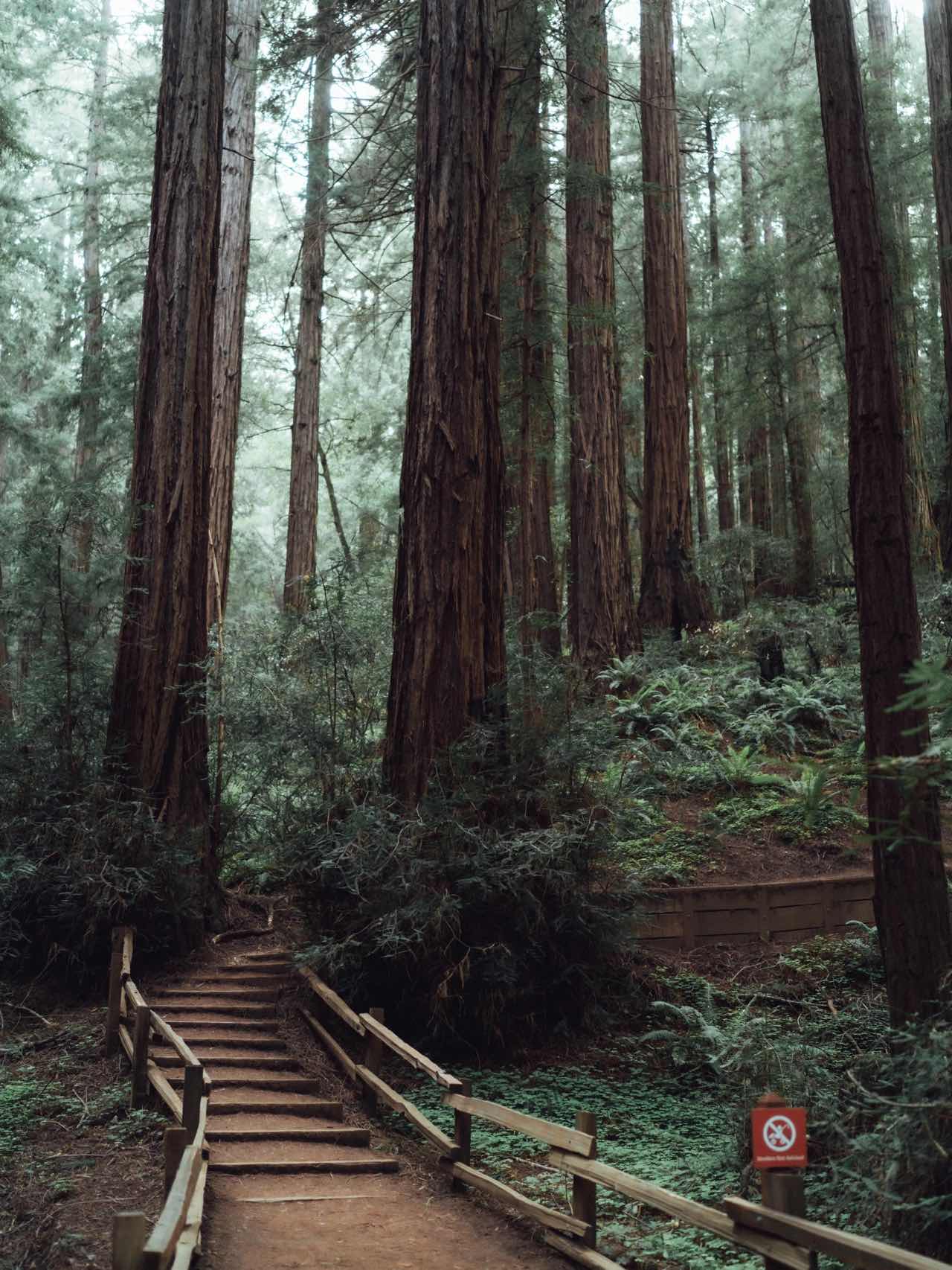 Bay Area Hiking | Summertime Forest Bath
