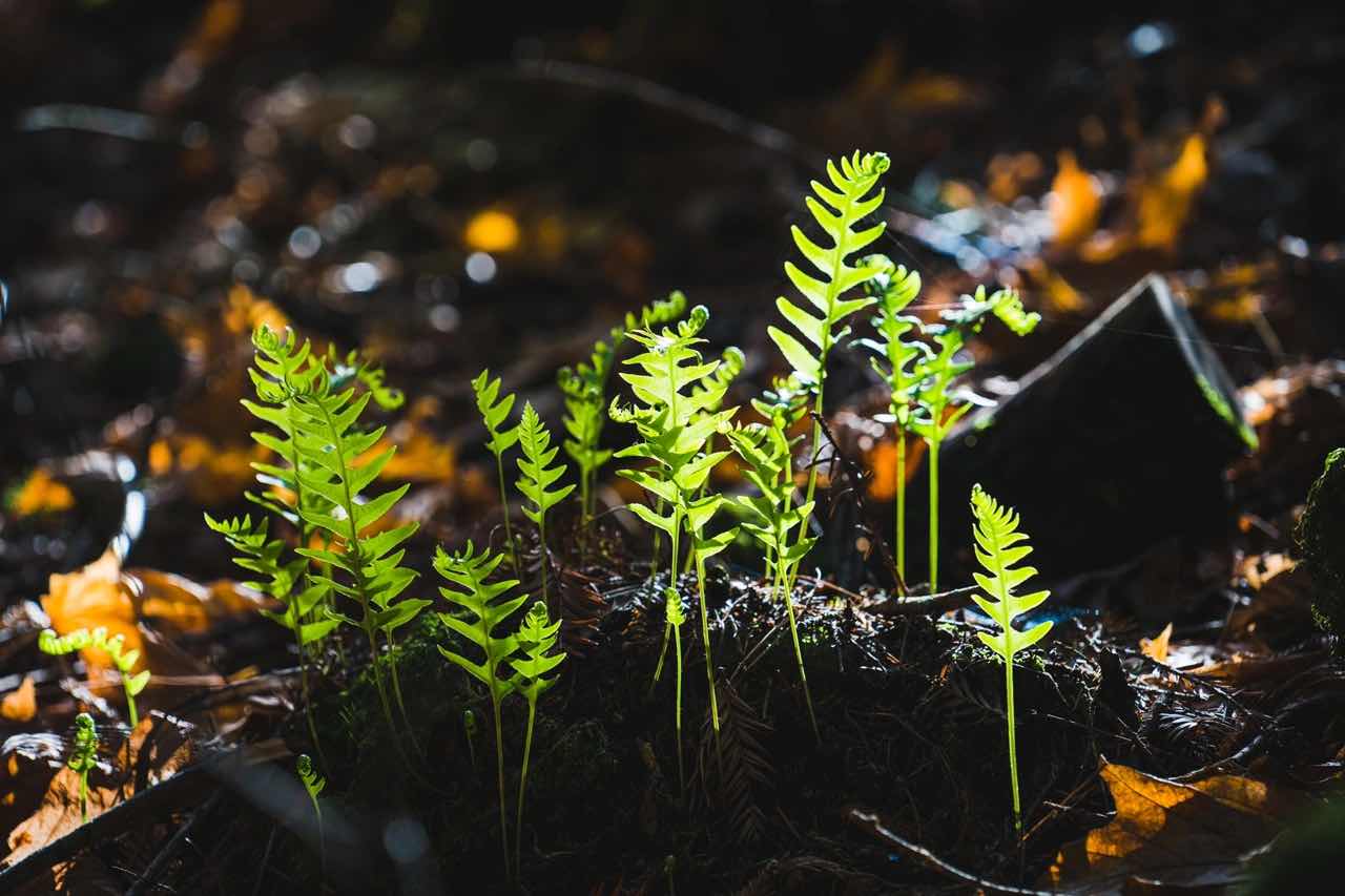 Bay Area Hiking | Summertime Forest Bath