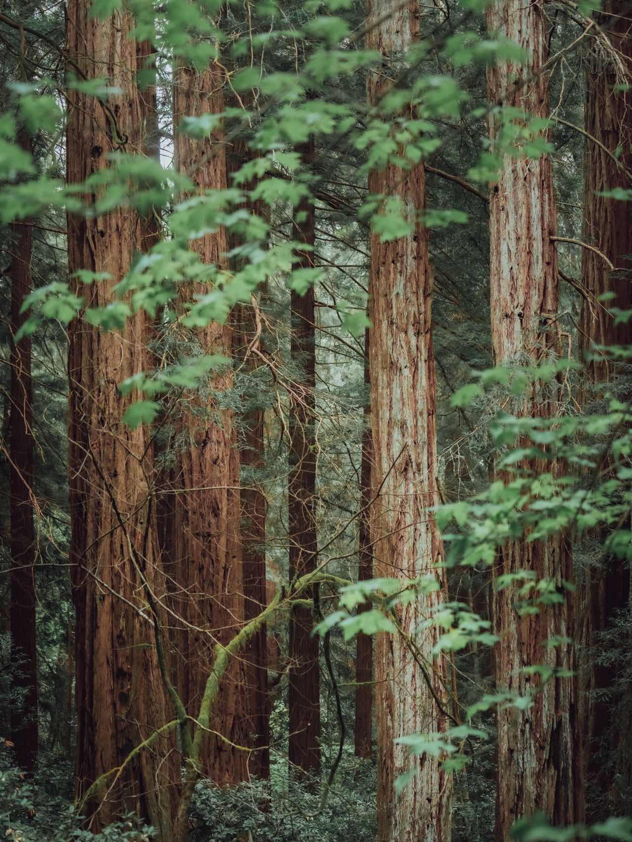 Bay Area Hiking | Summertime Forest Bath