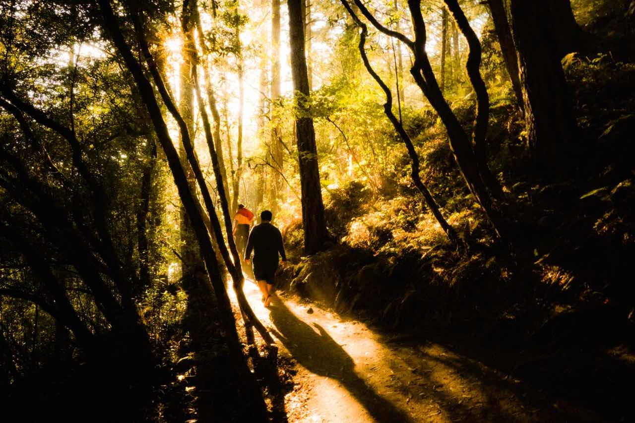 Bay Area Hiking | Summertime Forest Bath