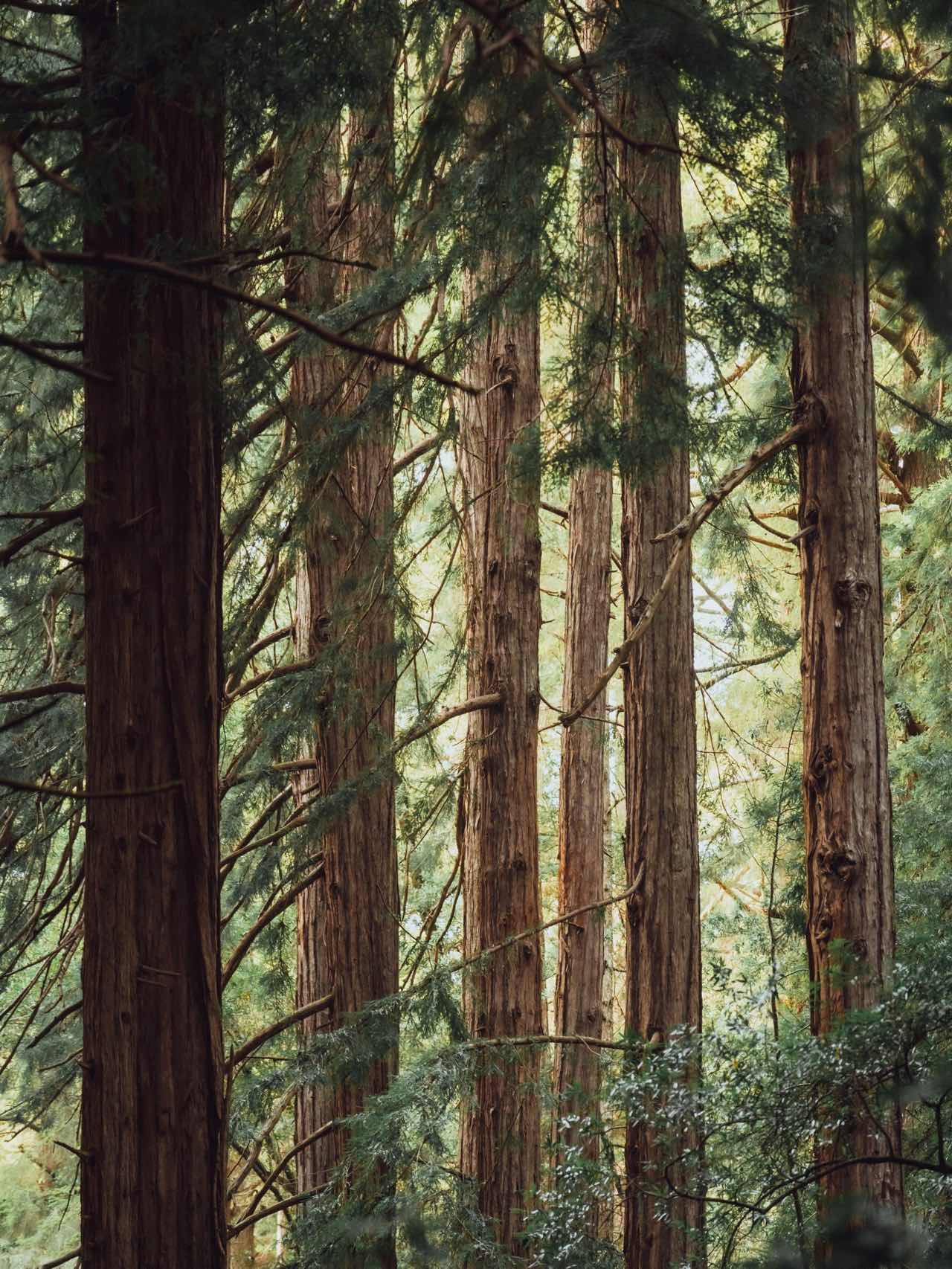 Bay Area Hiking | Summertime Forest Bath