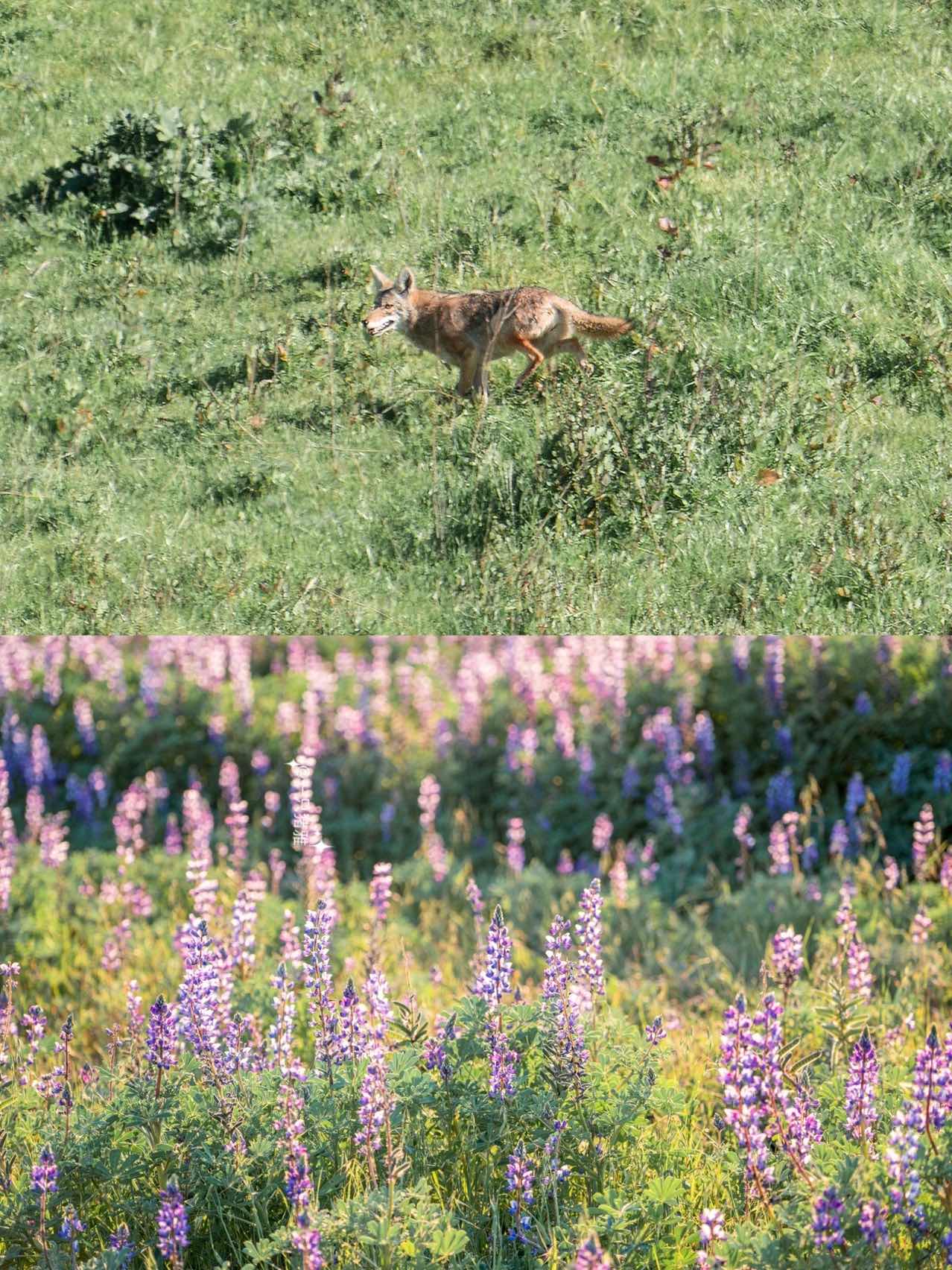 Hiking in the Bay Area to See Fields of Baby's Breath Blossoms