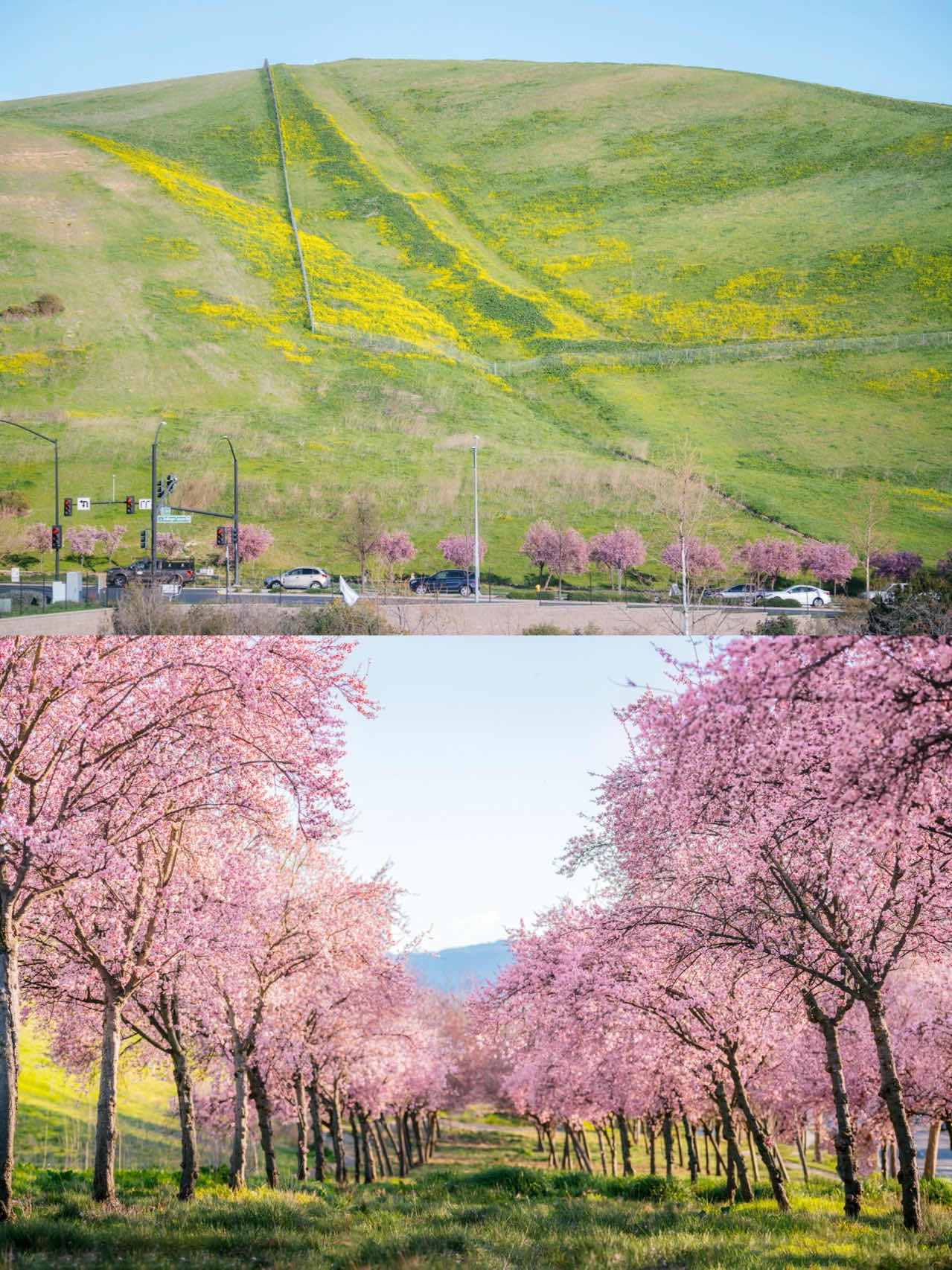 Bay Area | Plum Blossoms, Cherry Blossoms, Canola Flowers