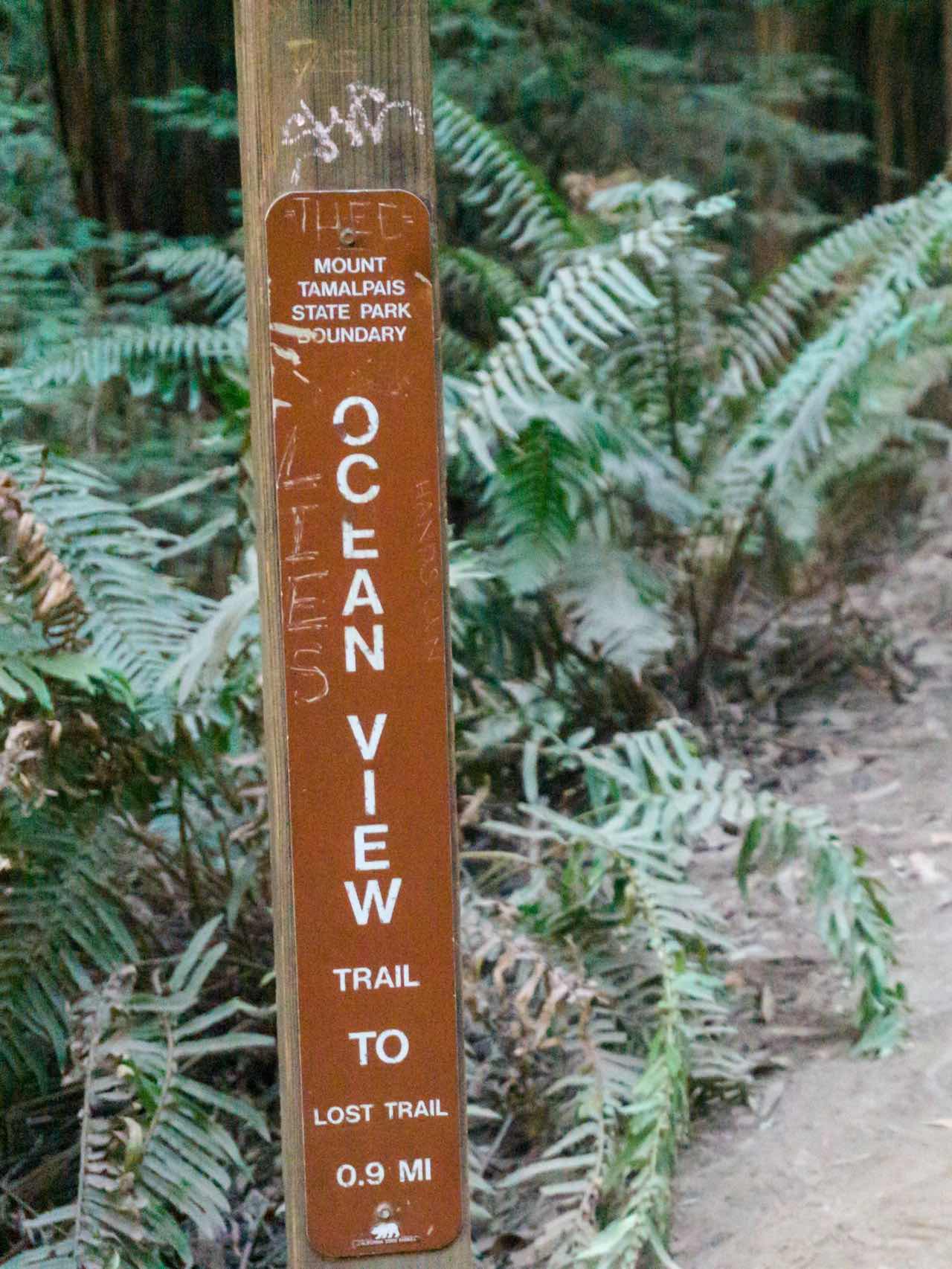 Bay Area Hiking | Summertime Forest Bath