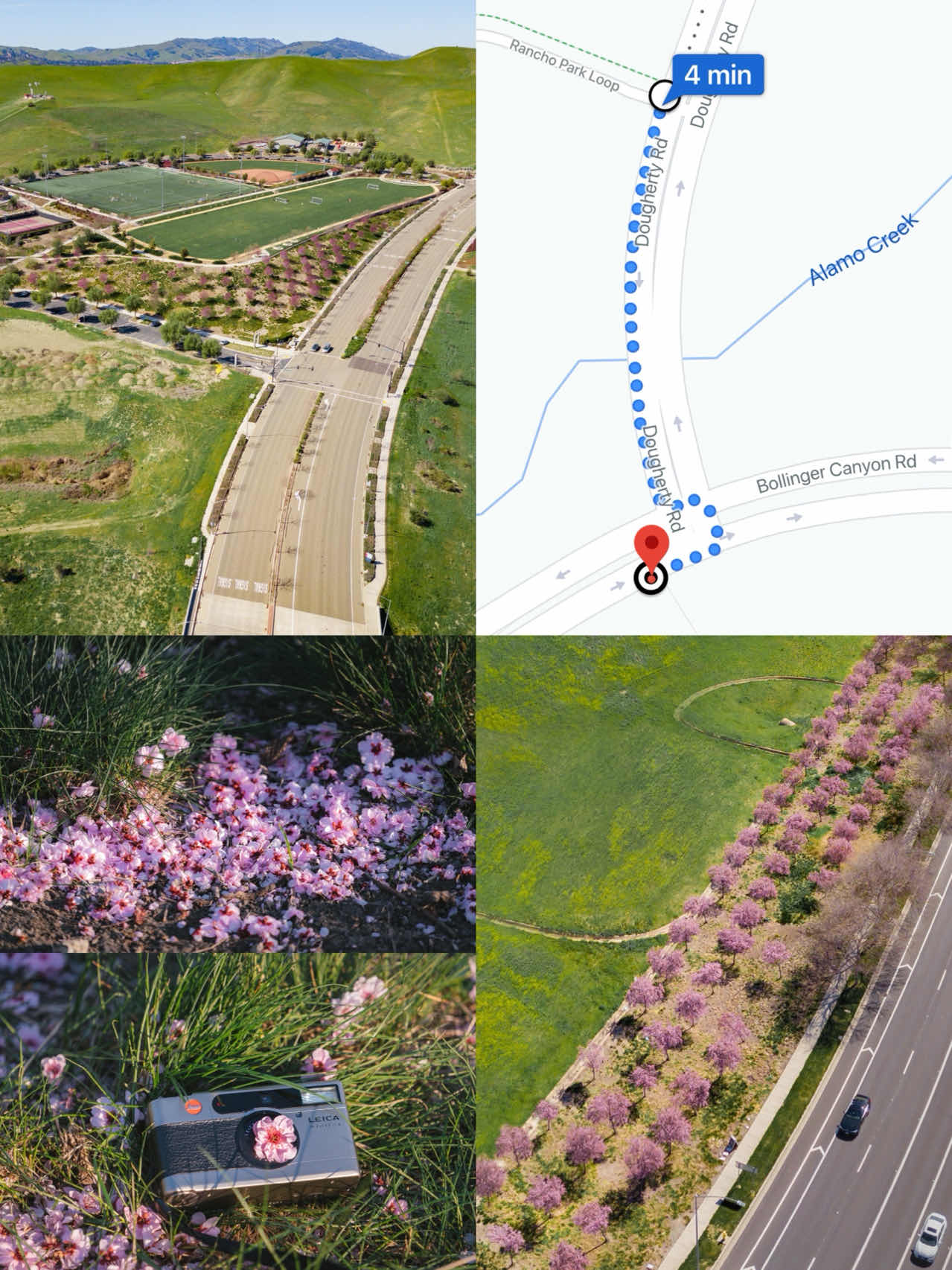 Bay Area | Plum Blossoms, Cherry Blossoms, Canola Flowers