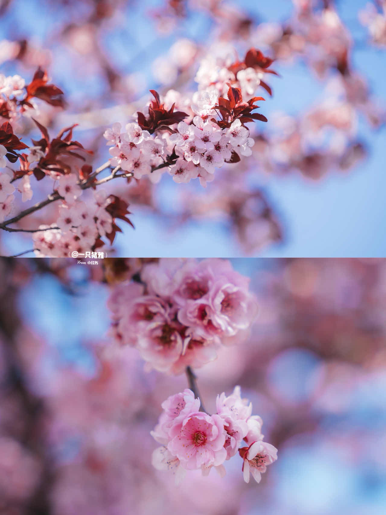 Bay Area | Plum Blossoms, Cherry Blossoms, Canola Flowers