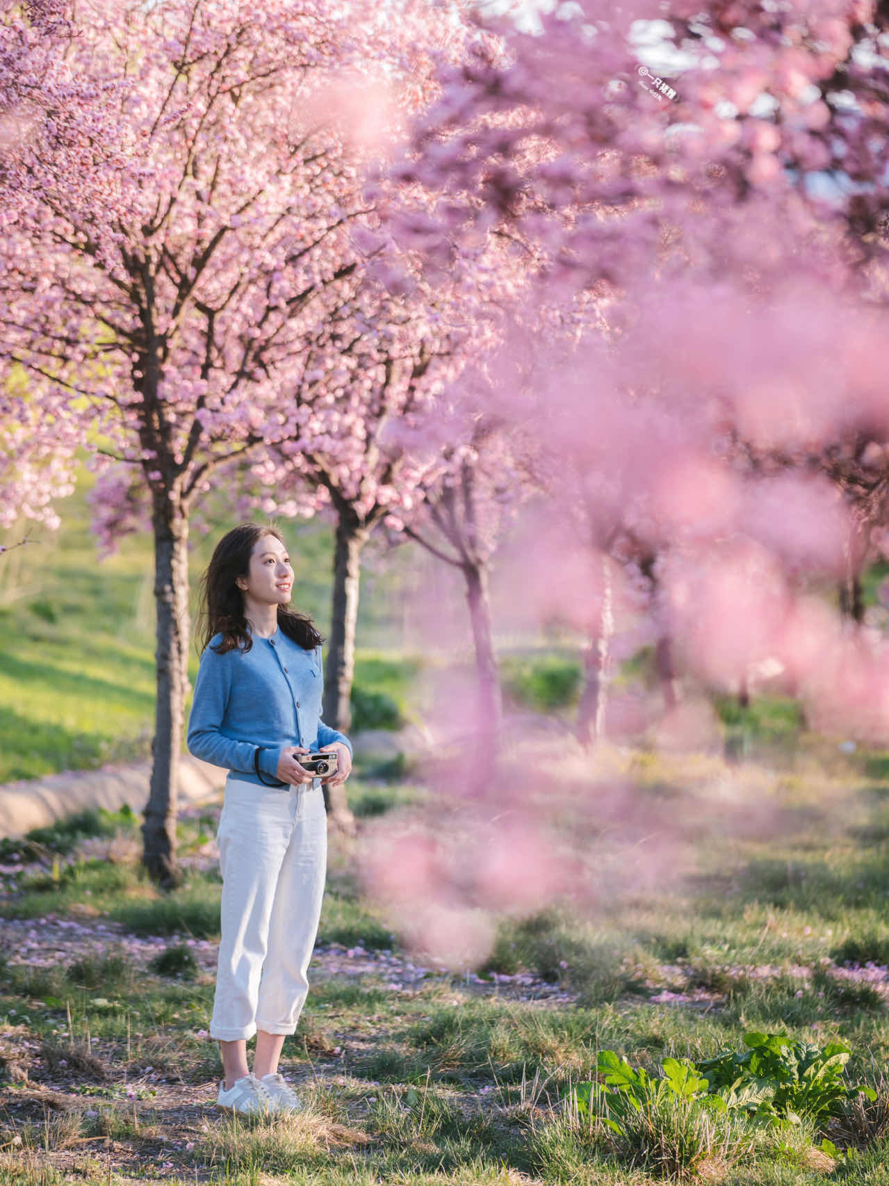 Bay Area | Plum Blossoms, Cherry Blossoms, Canola Flowers