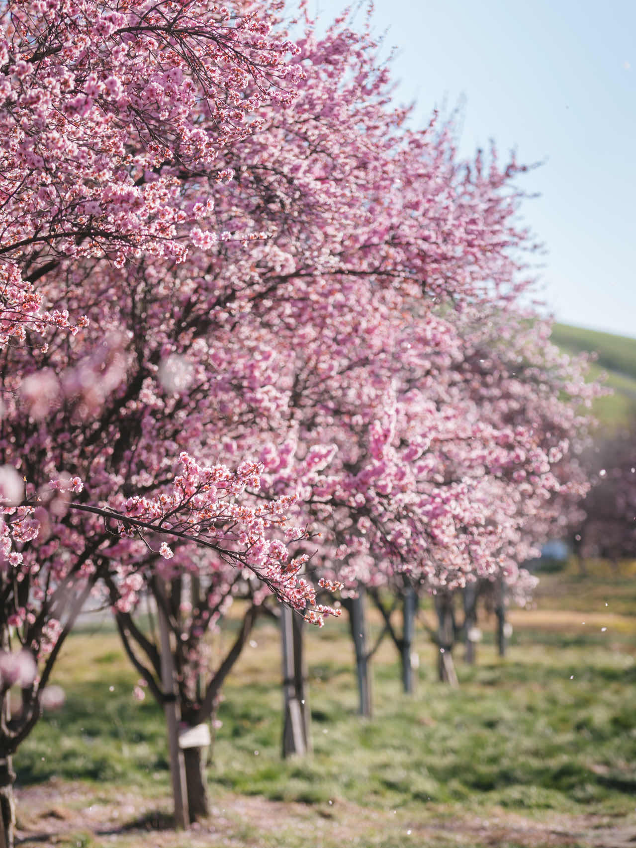 Bay Area | Plum Blossoms, Cherry Blossoms, Canola Flowers