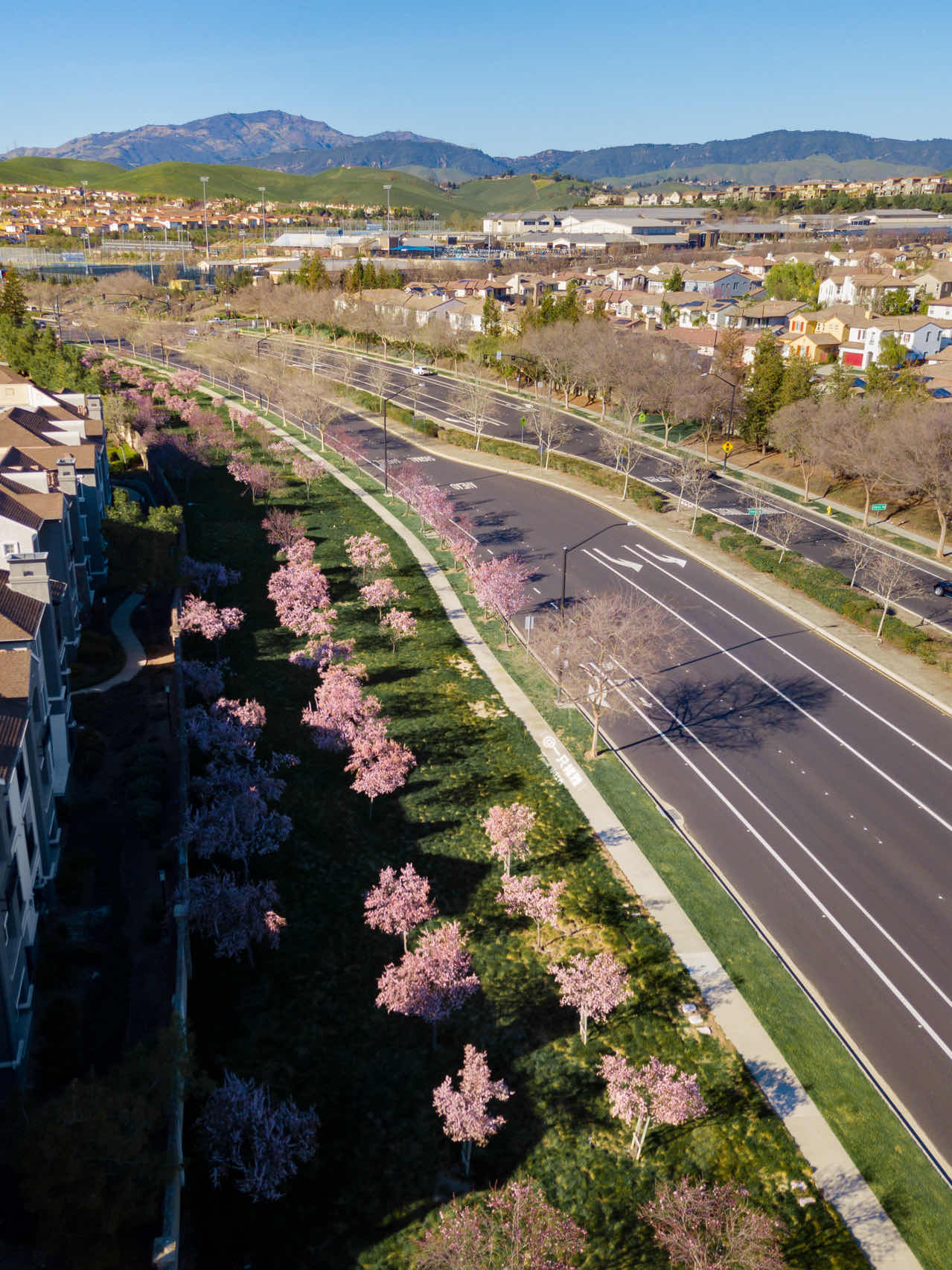 Bay Area | Plum Blossoms, Cherry Blossoms, Canola Flowers
