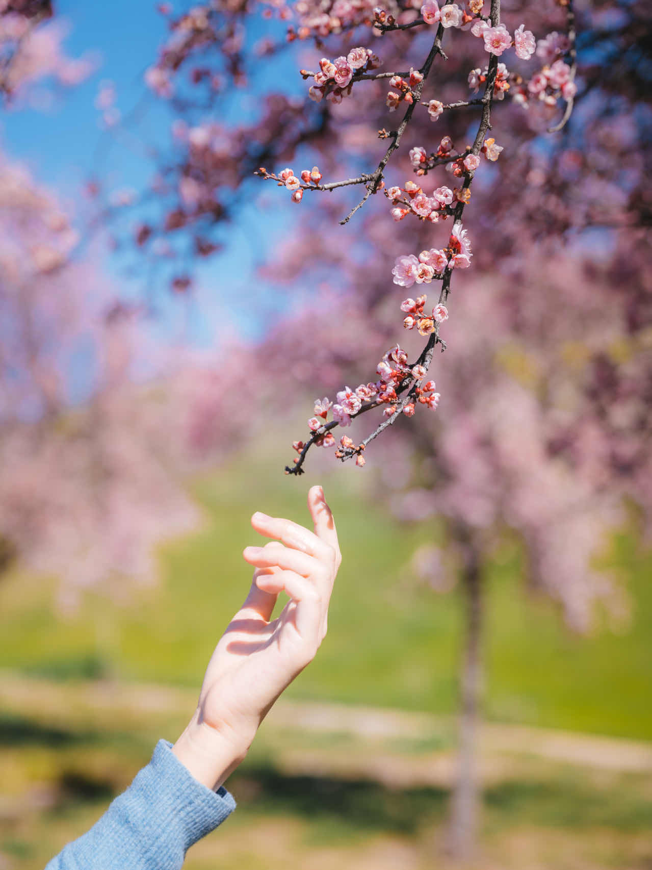 Bay Area | Plum Blossoms, Cherry Blossoms, Canola Flowers