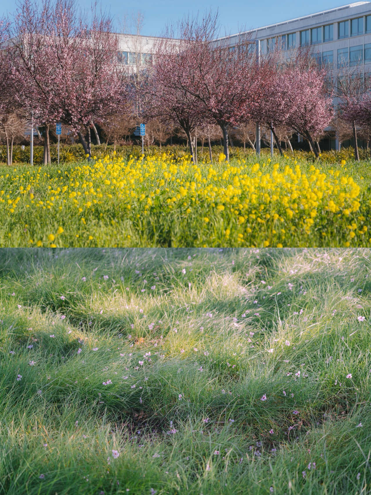 Bay Area | Plum Blossoms, Cherry Blossoms, Canola Flowers