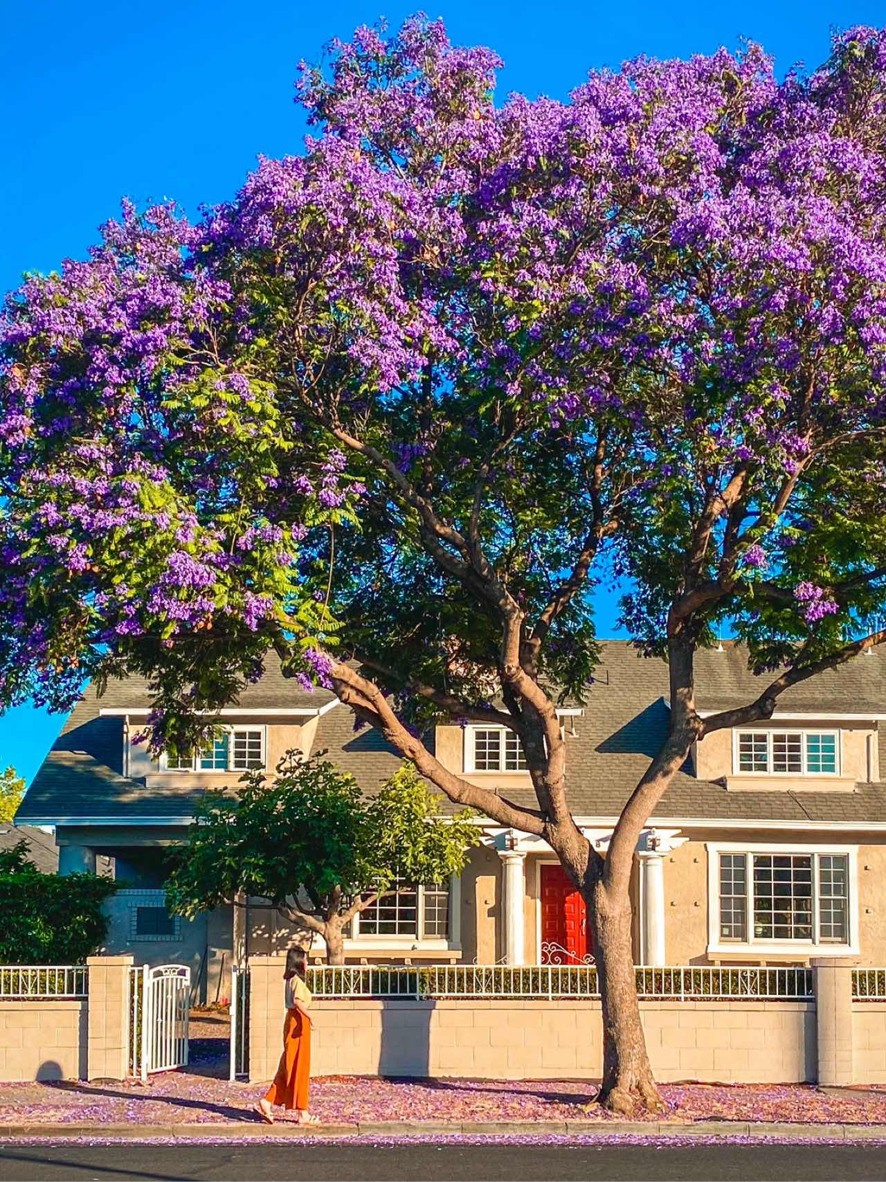 Bay Area | Stumbled Upon a Jacaranda Tree Bloom in Santa Clara💜💙