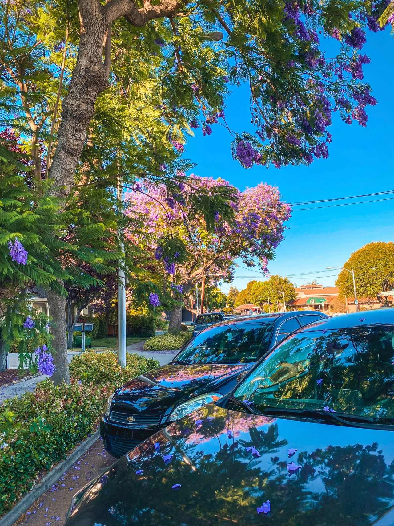 Bay Area | Stumbled Upon a Jacaranda Tree Bloom in Santa Clara💜💙
