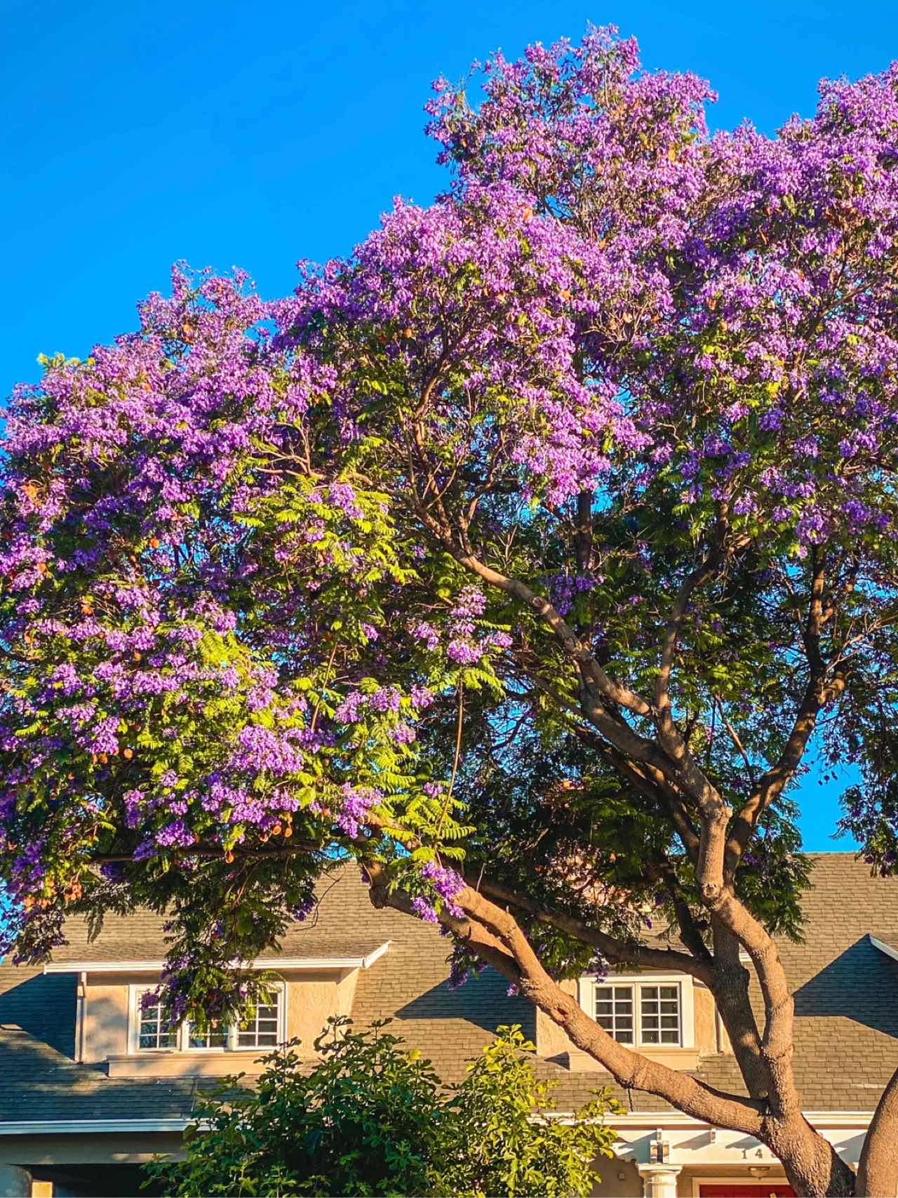 Bay Area | Stumbled Upon a Jacaranda Tree Bloom in Santa Clara💜💙