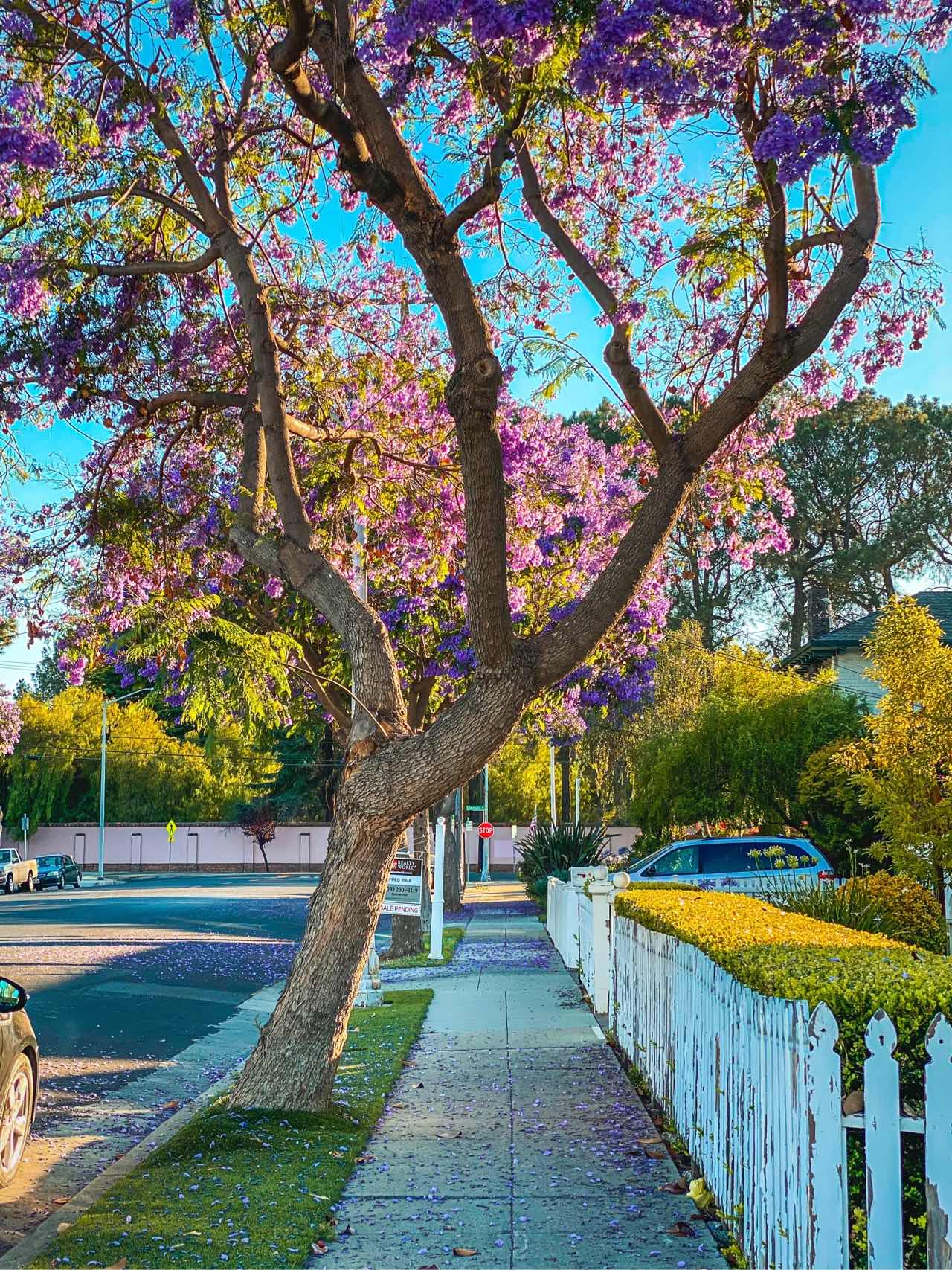 Bay Area | Stumbled Upon a Jacaranda Tree Bloom in Santa Clara💜💙