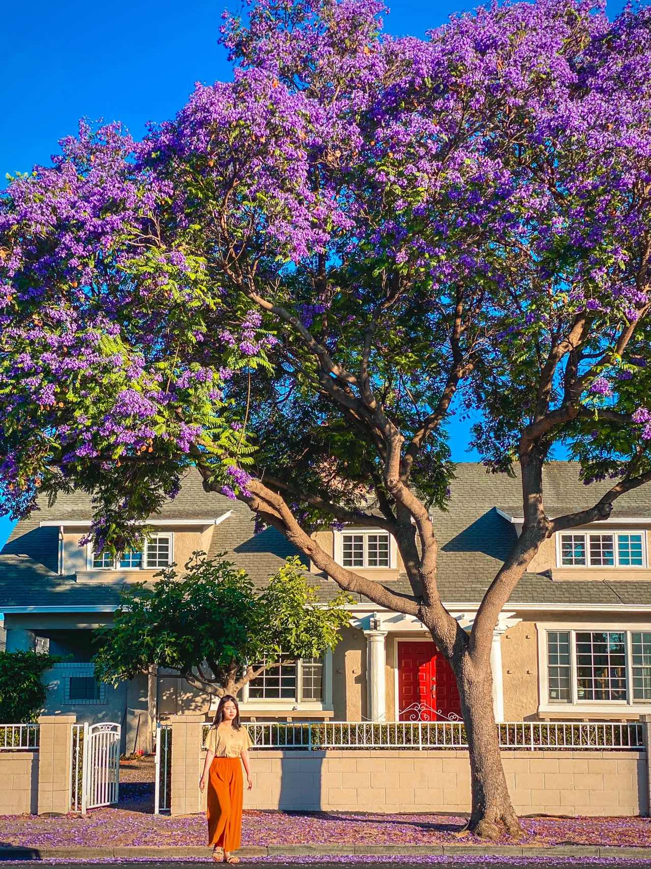 Bay Area | Stumbled Upon a Jacaranda Tree Bloom in Santa Clara💜💙
