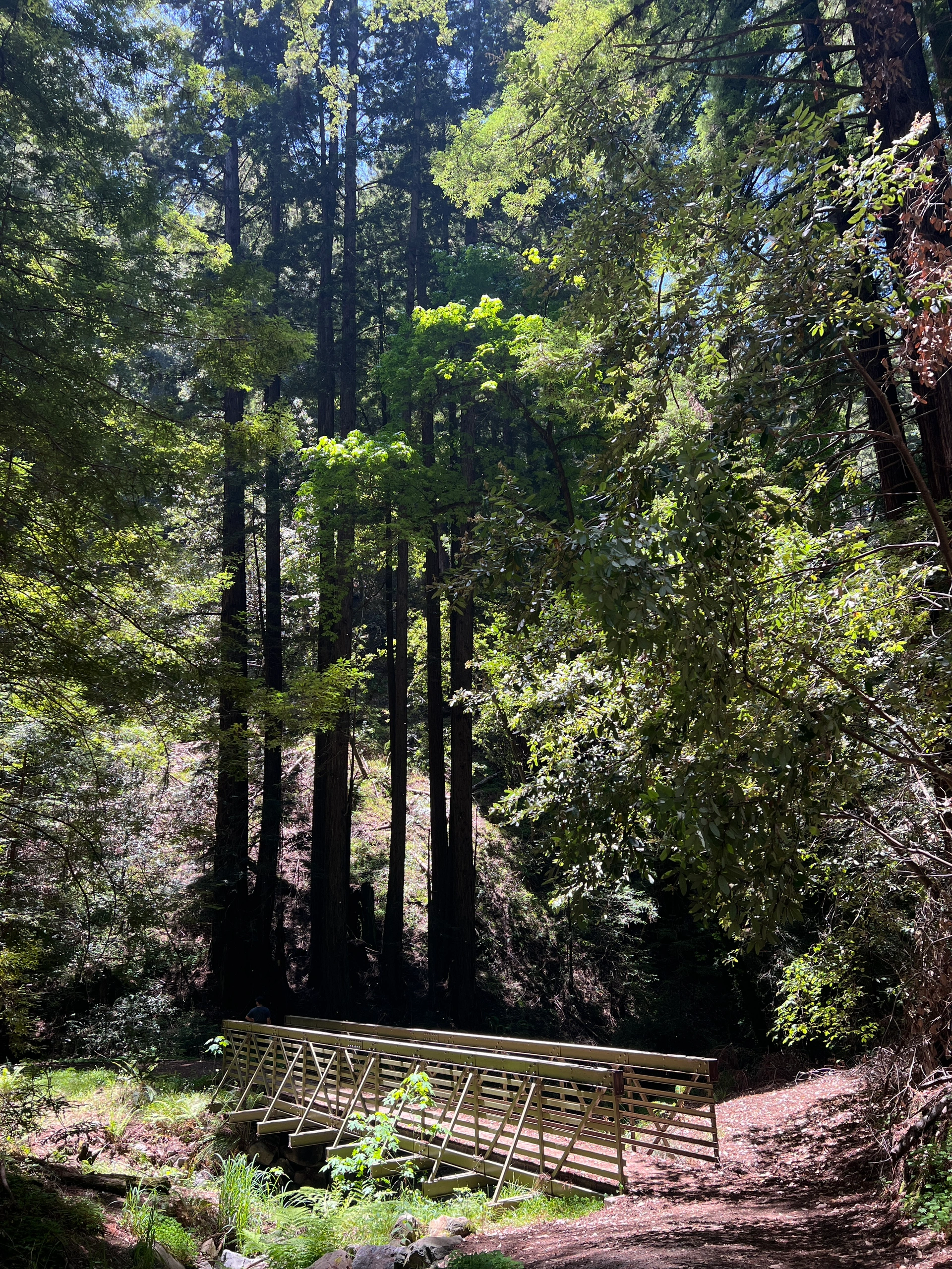 Bay Area Weekend | Exploring Shady Trails and Marveling at Giant Stones