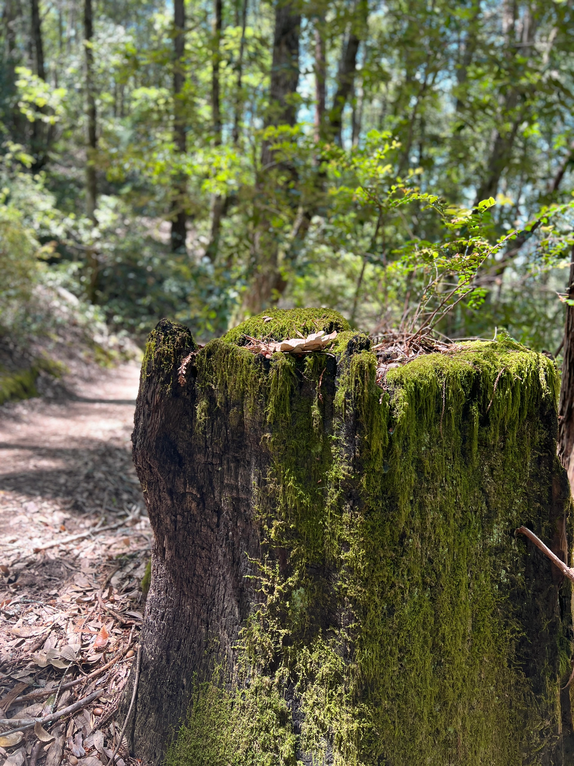 Bay Area Weekend | Exploring Shady Trails and Marveling at Giant Stones