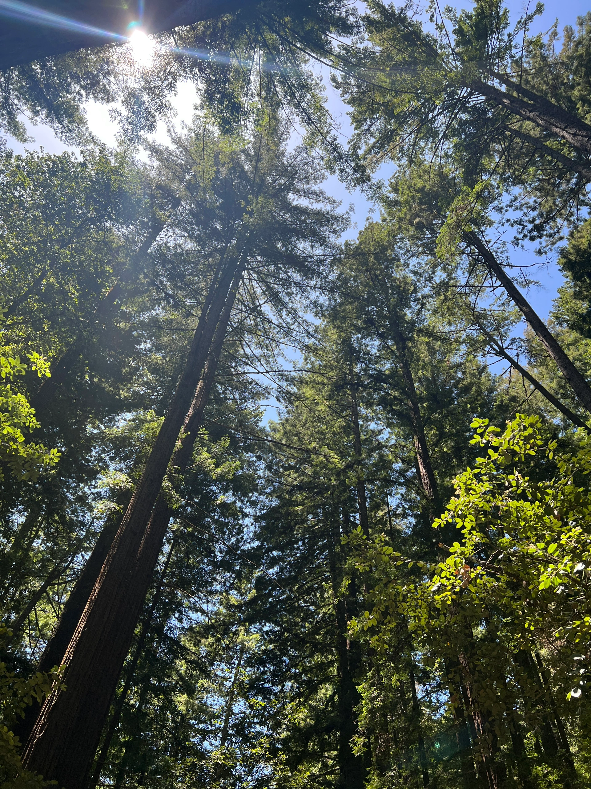 Bay Area Weekend | Exploring Shady Trails and Marveling at Giant Stones