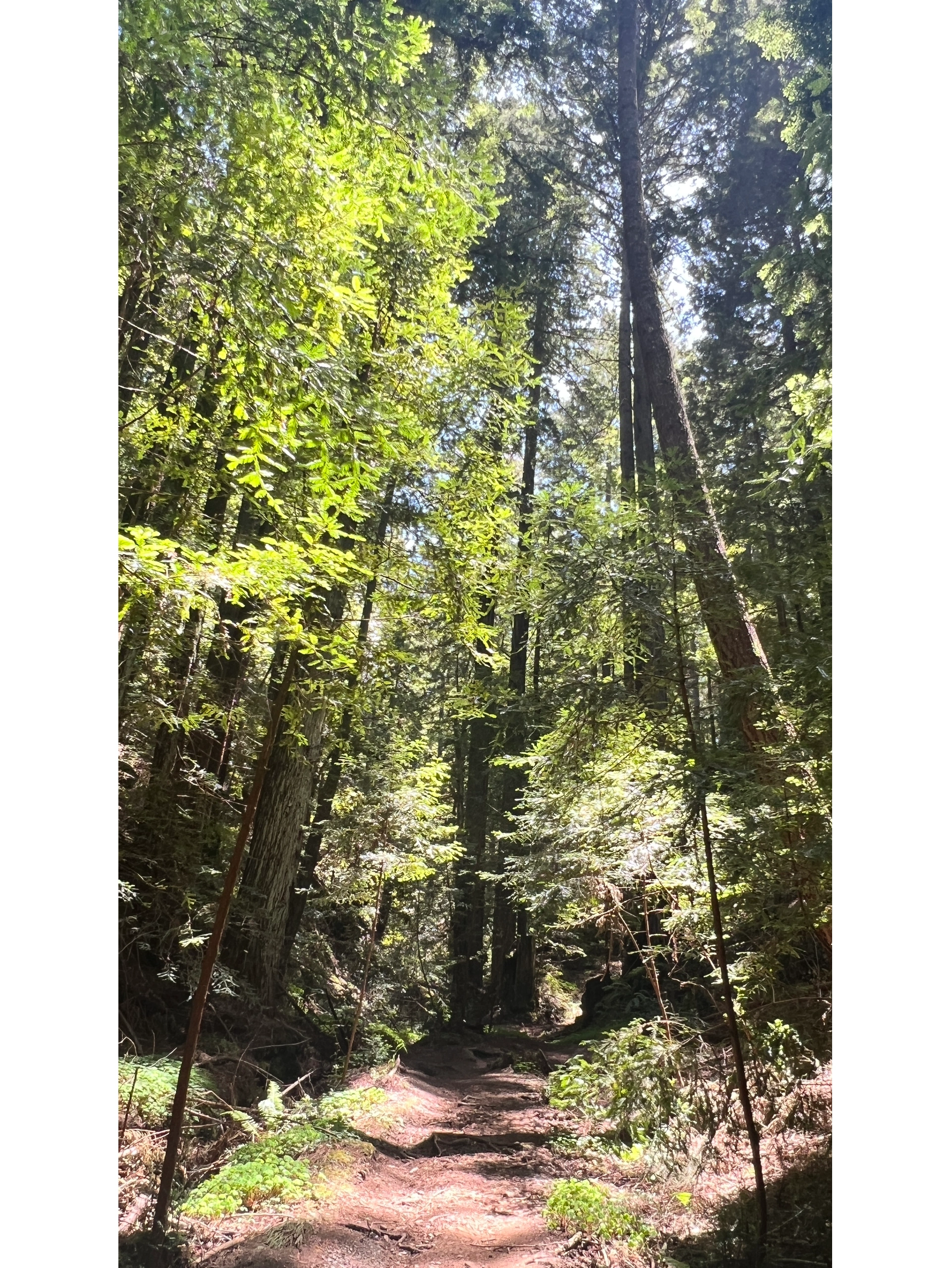 Bay Area Weekend | Exploring Shady Trails and Marveling at Giant Stones