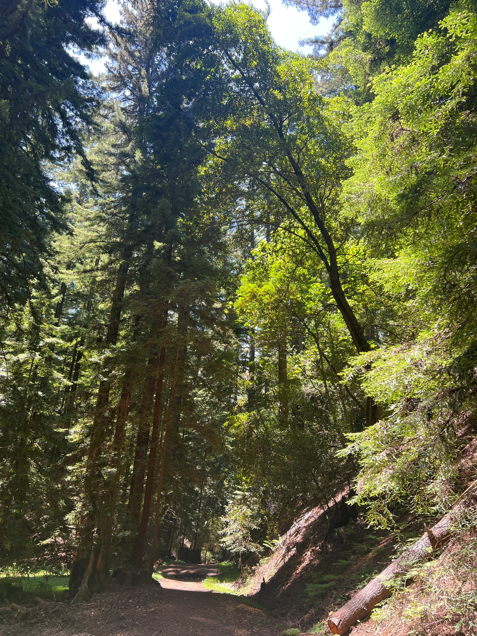 Bay Area Weekend | Exploring Shady Trails and Marveling at Giant Stones