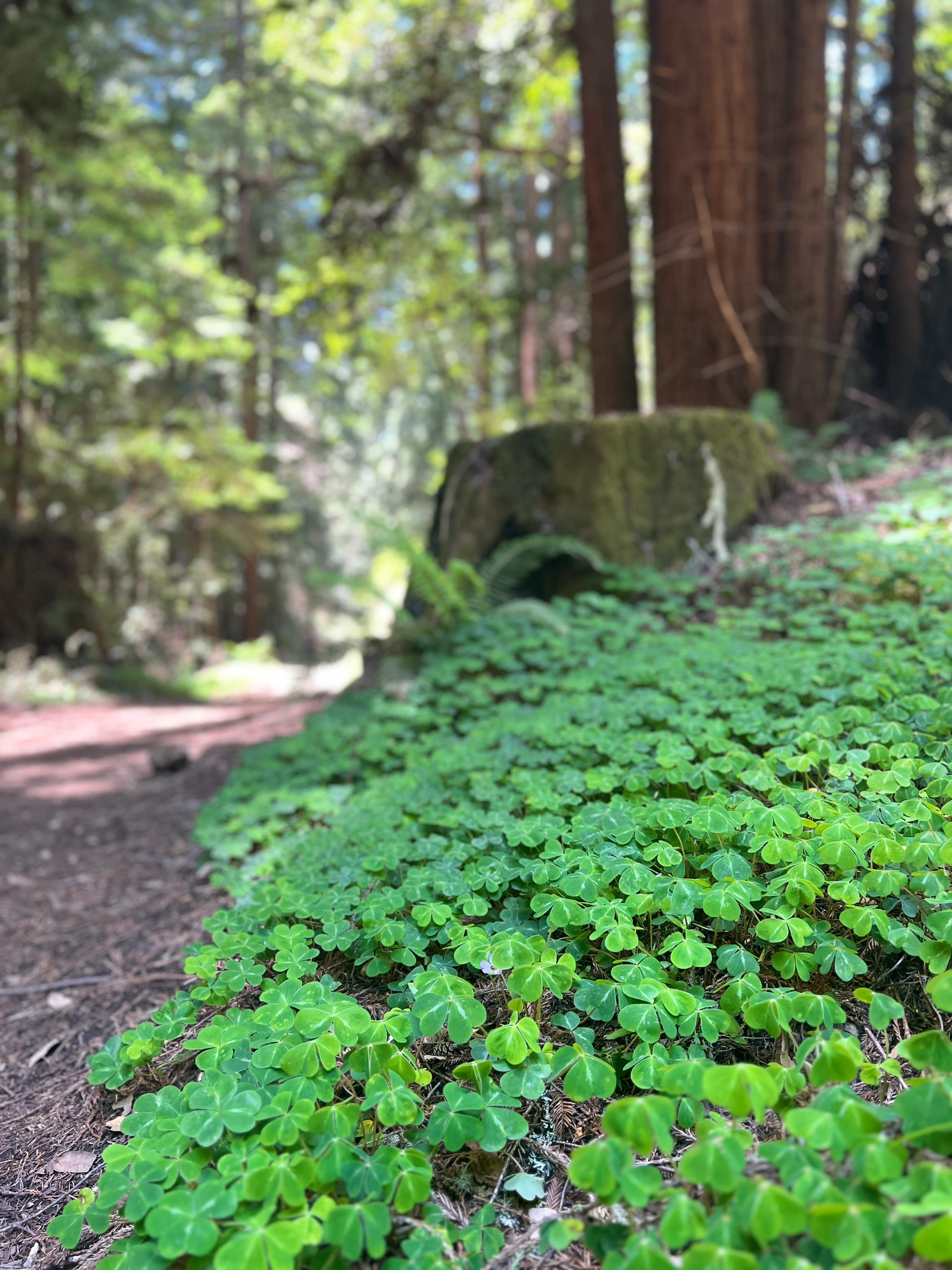 Bay Area Weekend | Exploring Shady Trails and Marveling at Giant Stones