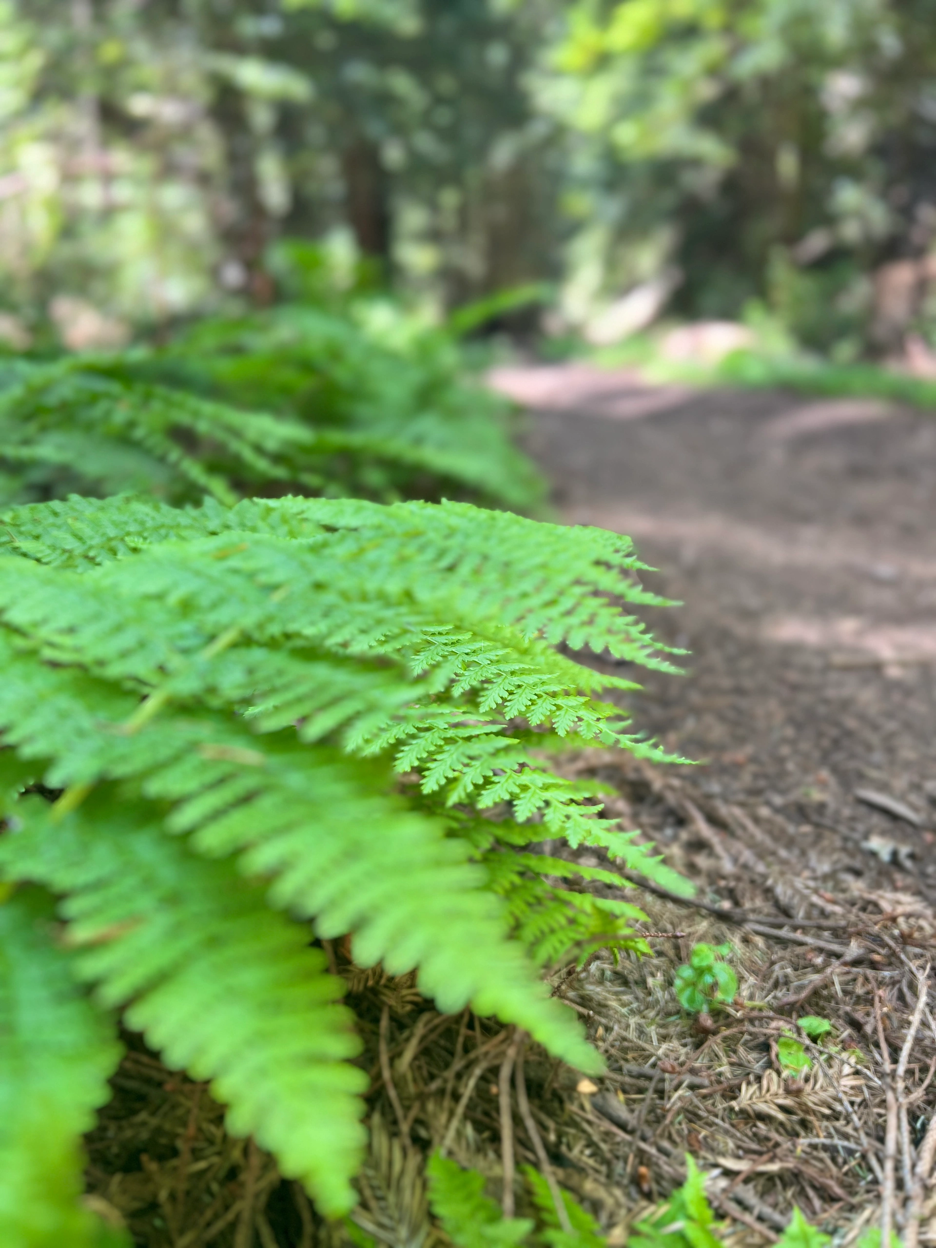 Bay Area Weekend | Exploring Shady Trails and Marveling at Giant Stones