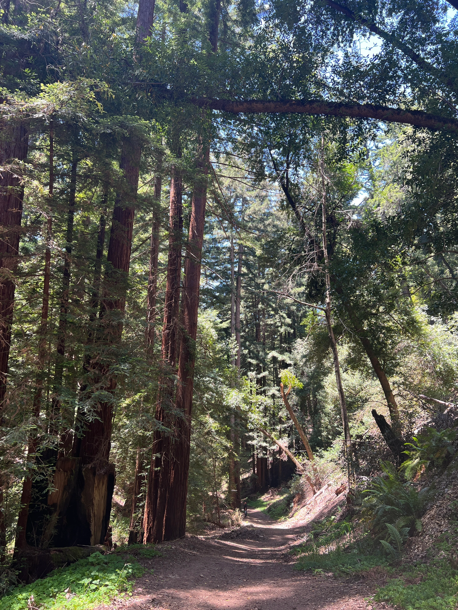 Bay Area Weekend | Exploring Shady Trails and Marveling at Giant Stones
