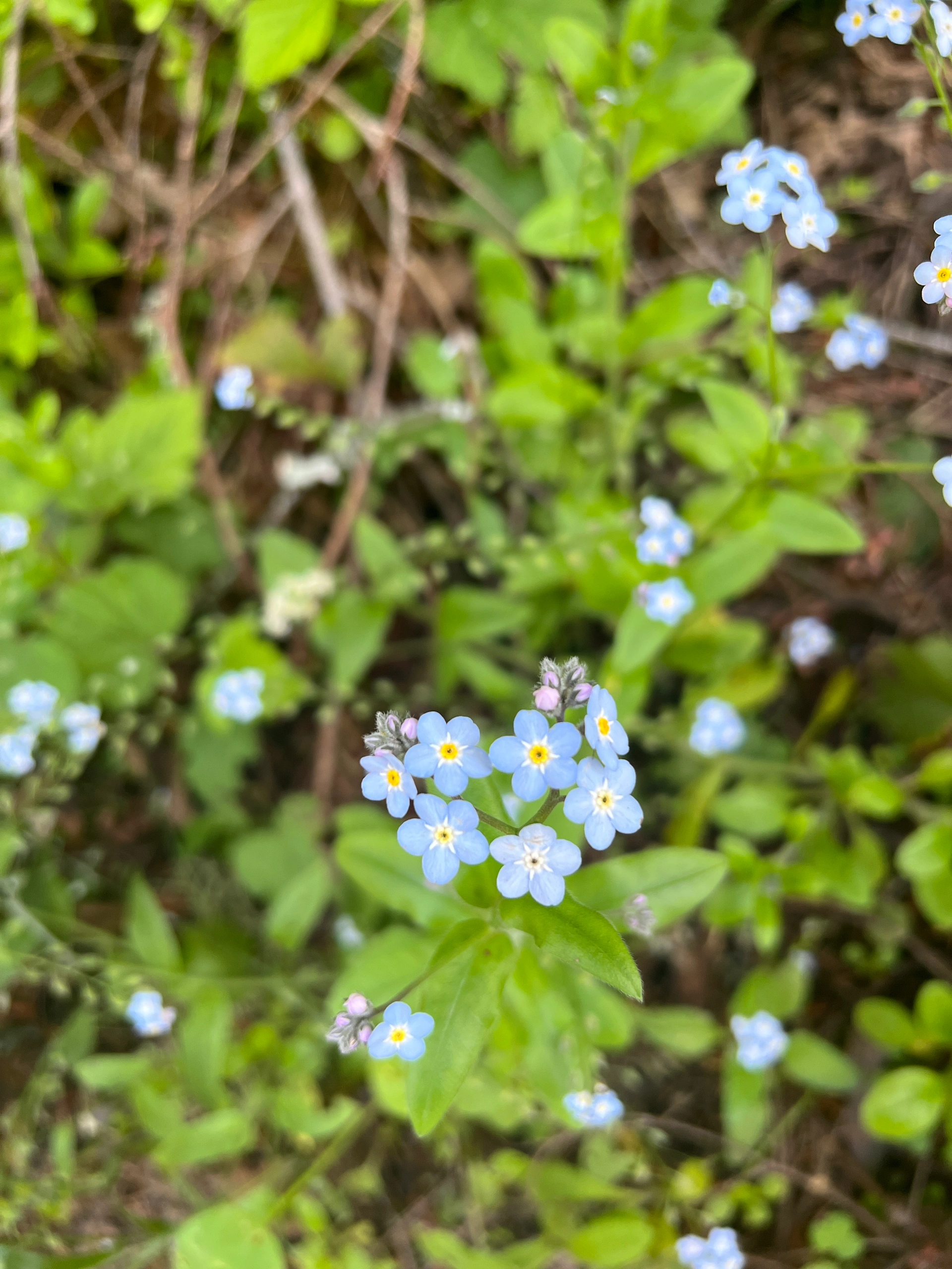 Bay Area Weekend | Exploring Shady Trails and Marveling at Giant Stones