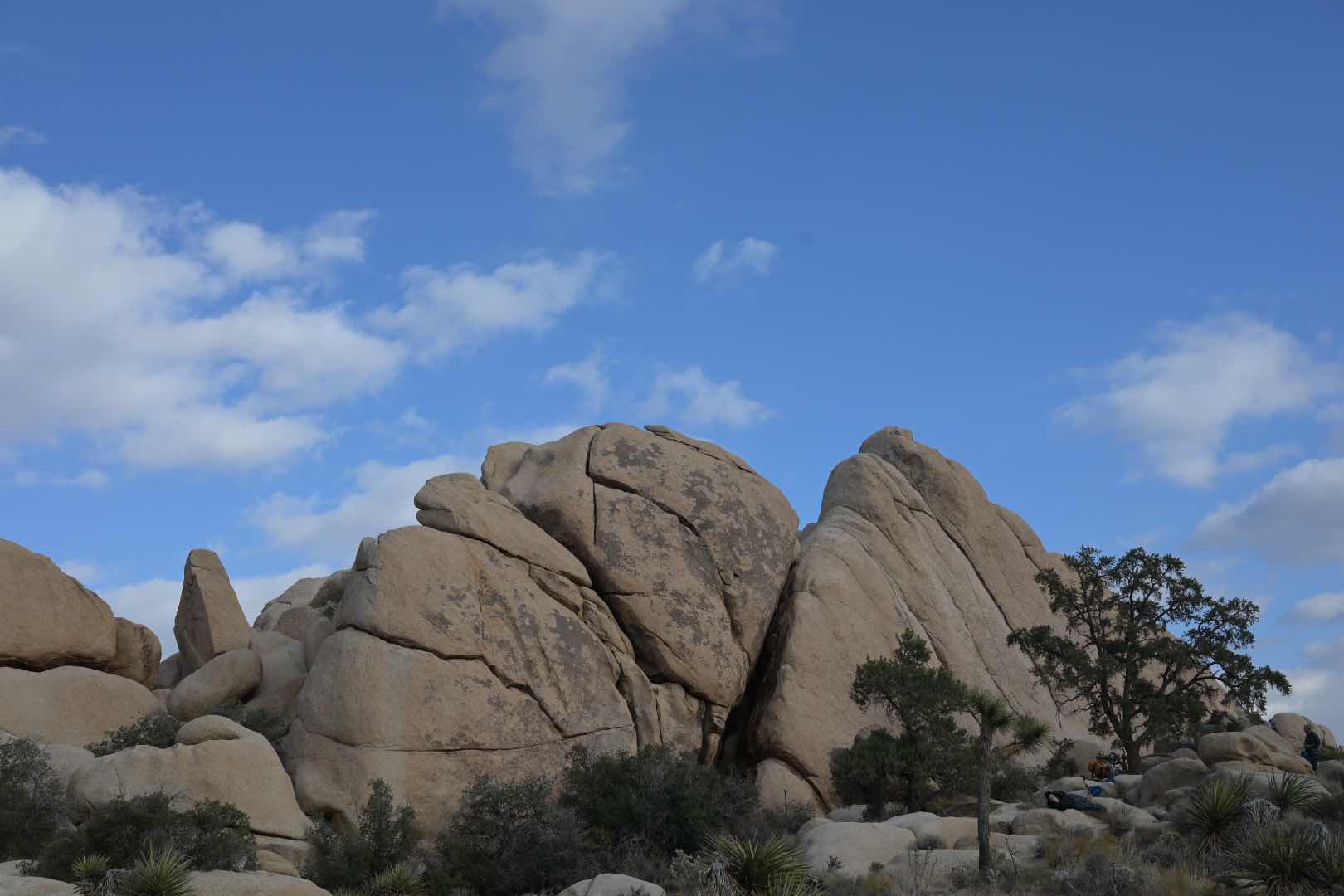 🪨🌳 Bizarre trees and rocks