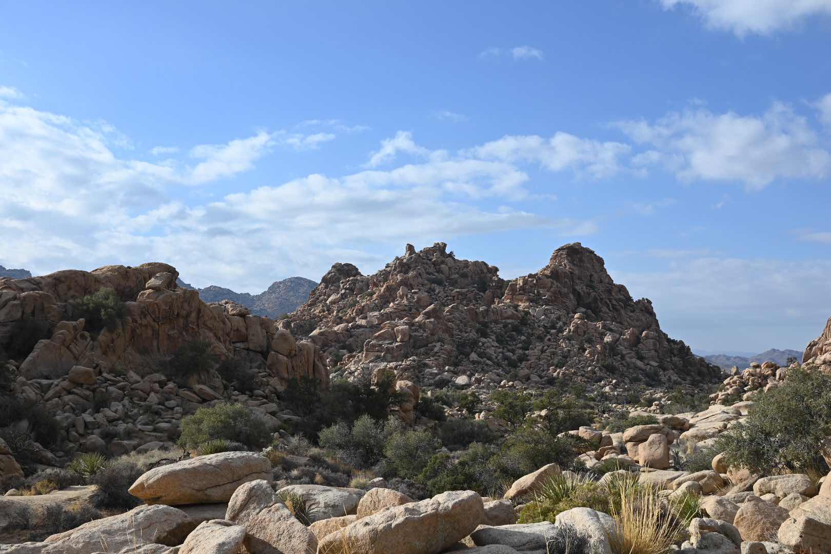 🪨🌳 Bizarre trees and rocks