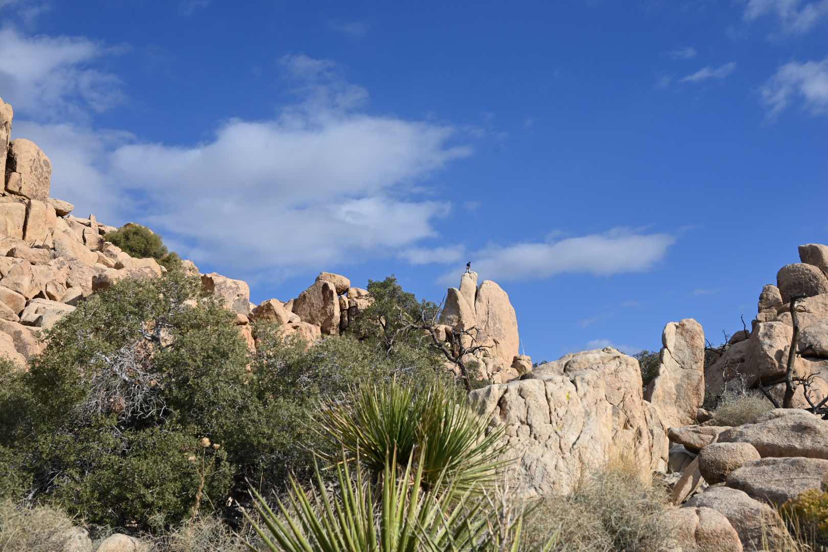 🪨🌳 Bizarre trees and rocks