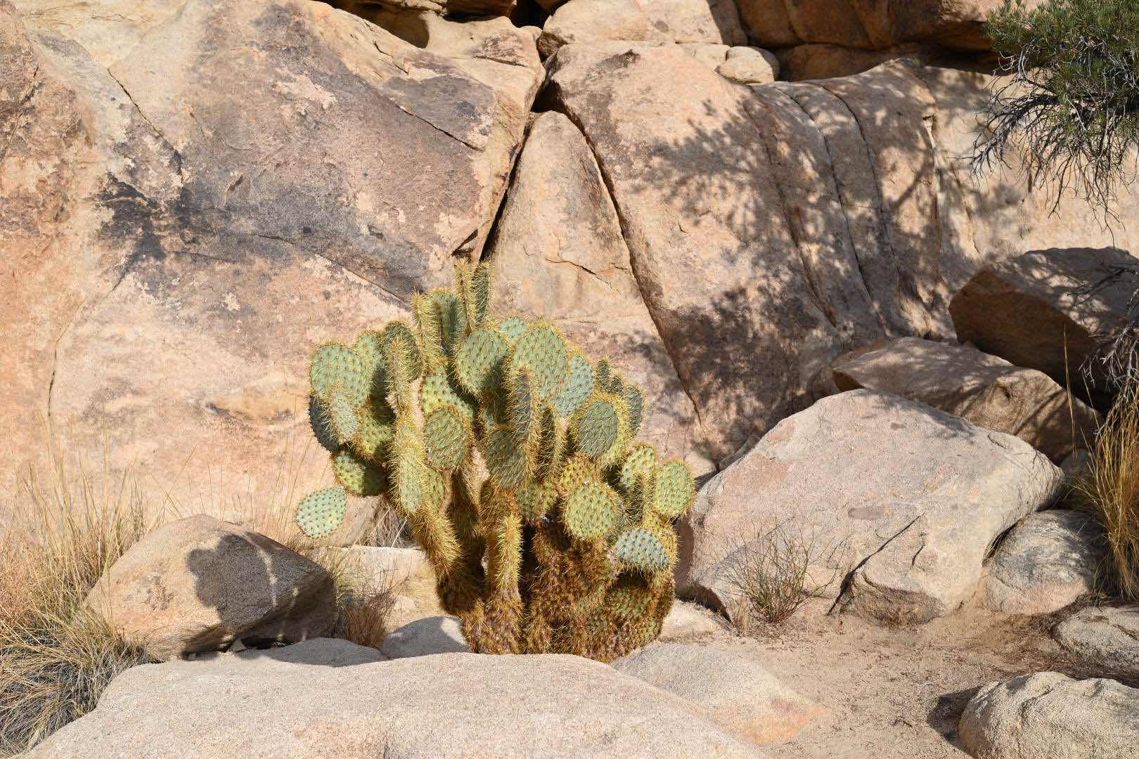 🪨🌳 Bizarre trees and rocks