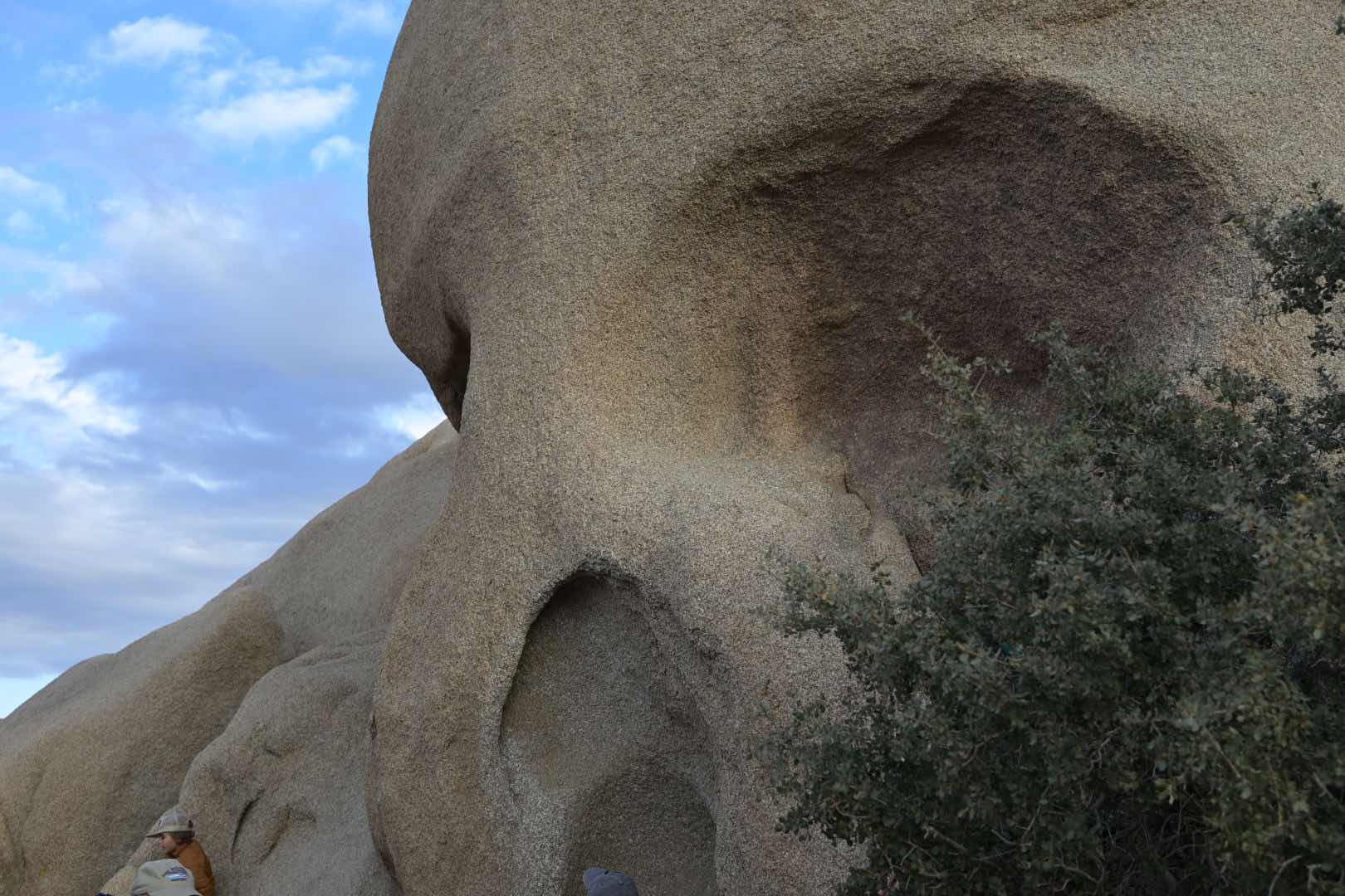 🪨🌳 Bizarre trees and rocks