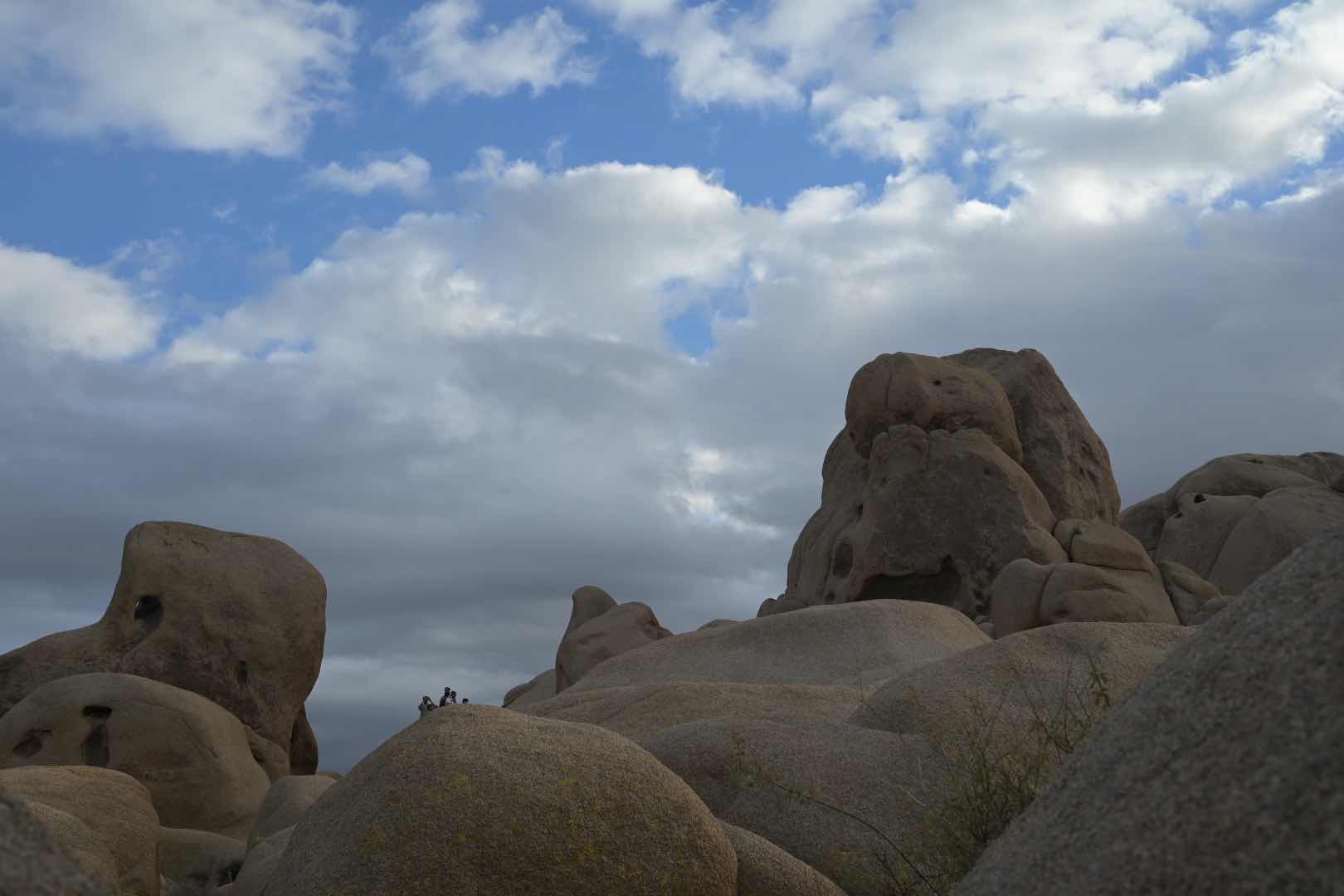 🪨🌳 Bizarre trees and rocks