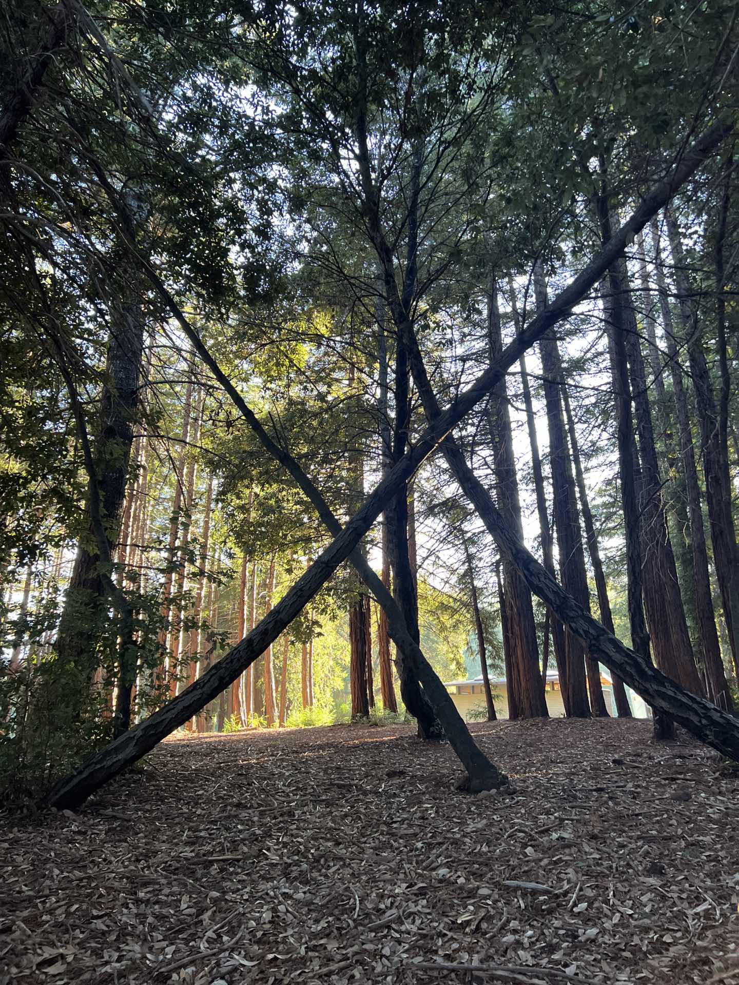 🌳