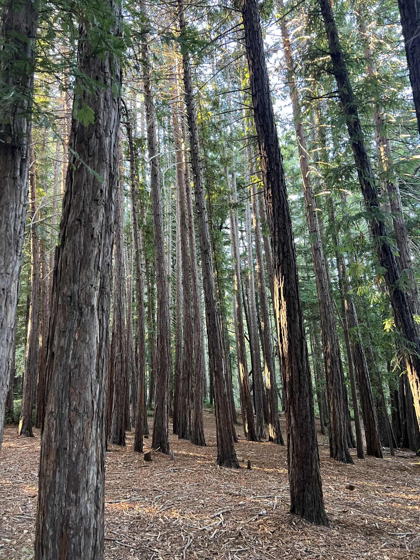 🌳
