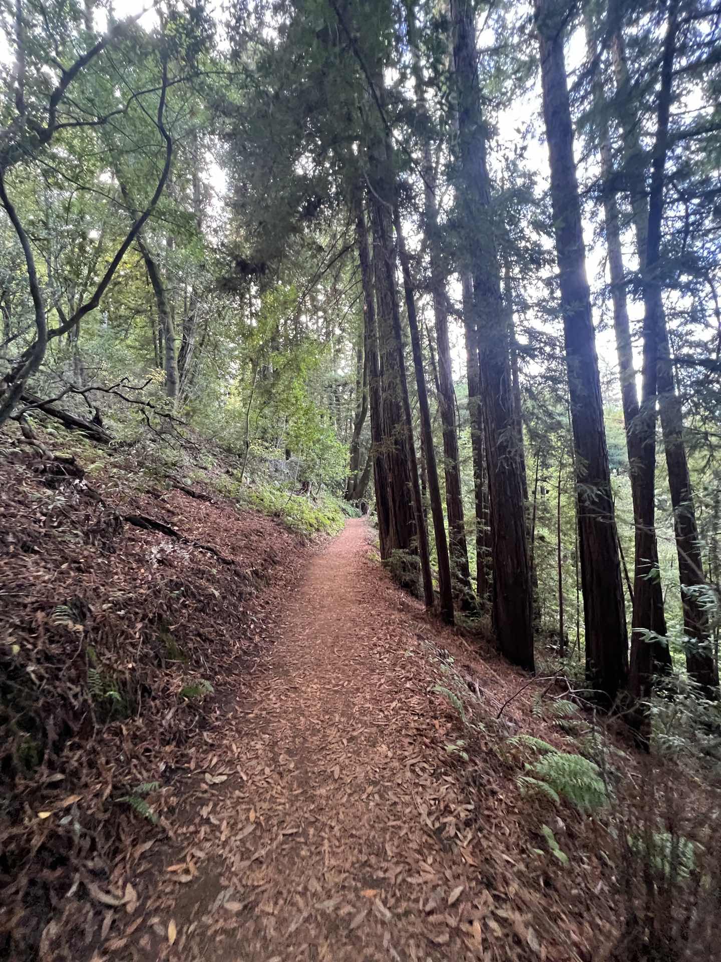 🌳