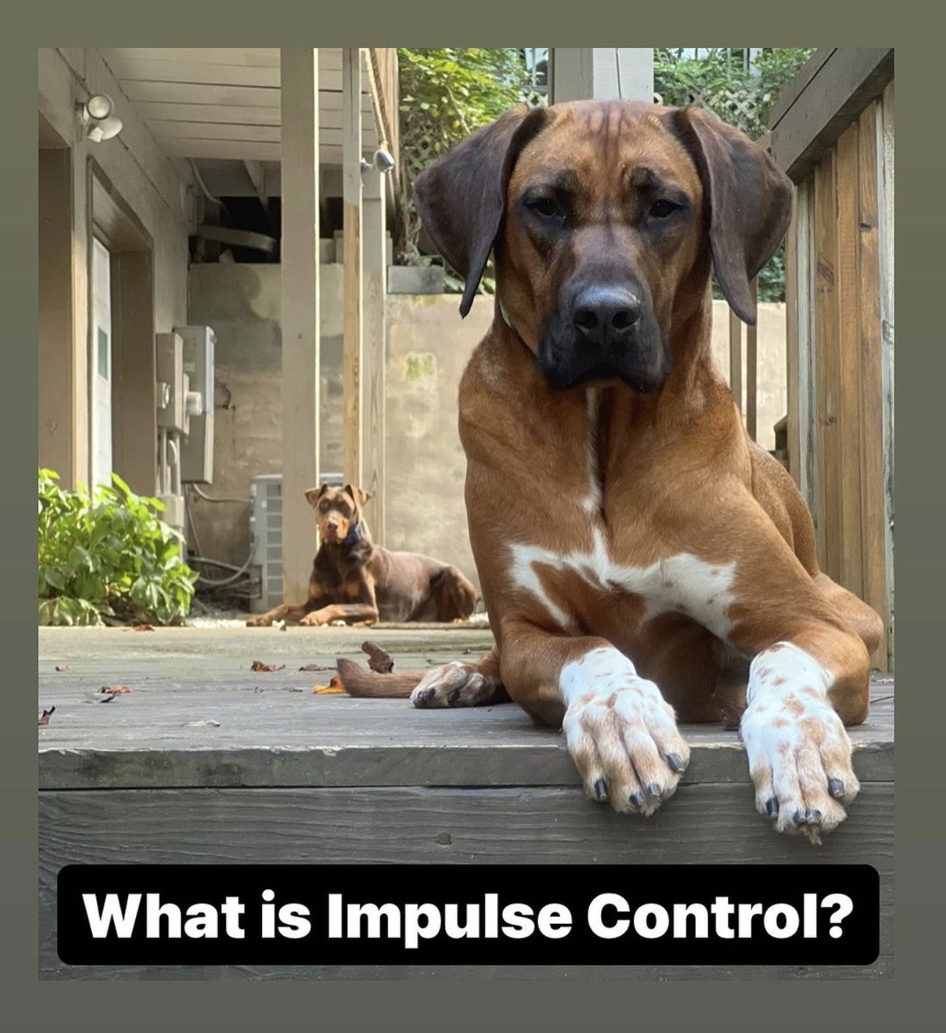 Secret of Impulse Control in Dogs - More Than Just Waiting for Treats!