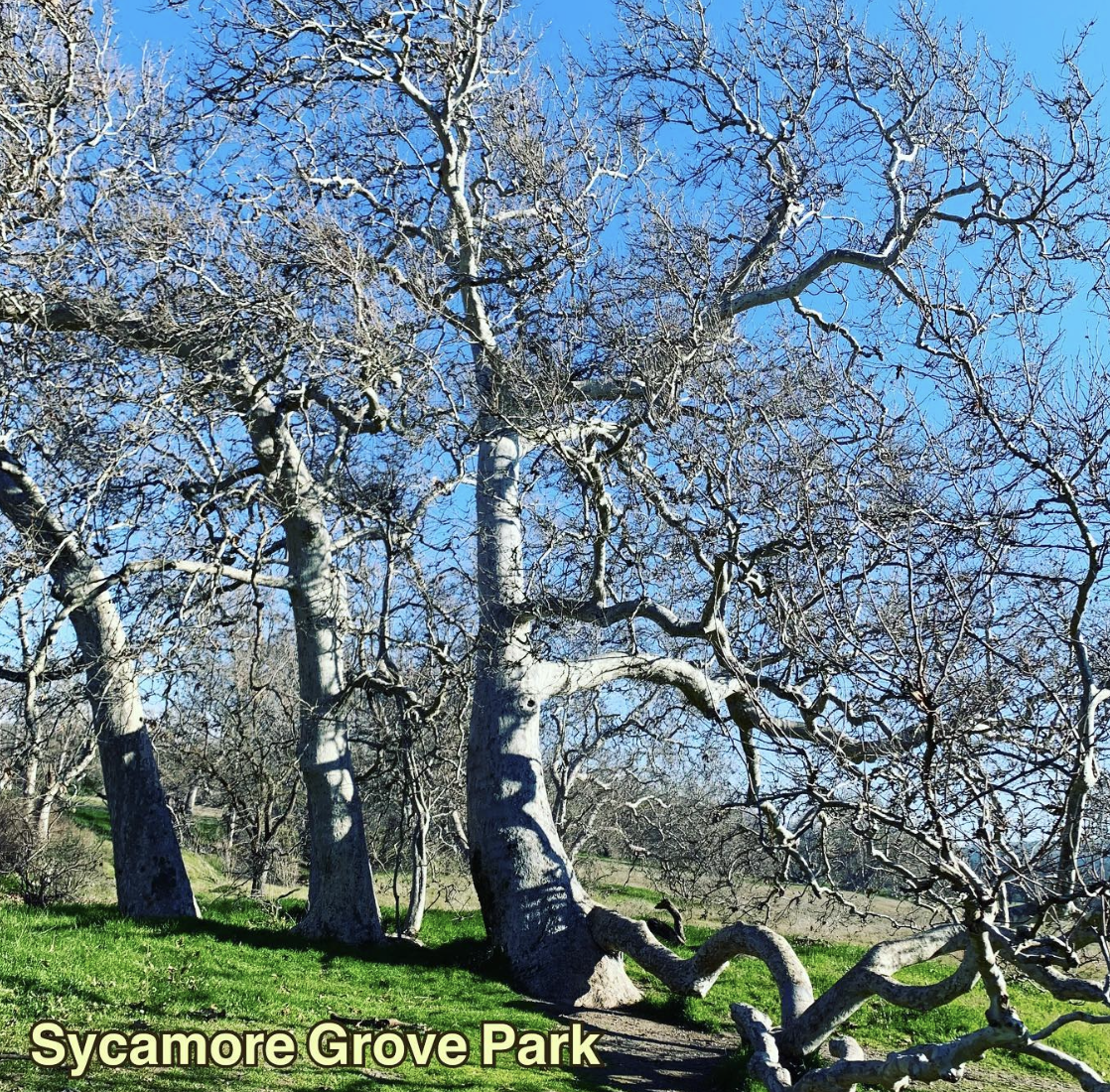 What You Need to Know About Sycamore Grove Park