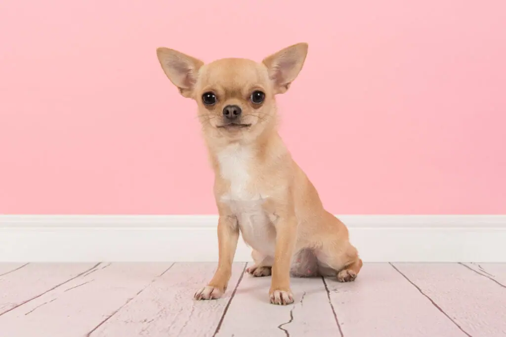 🐶🔍 Chihuahua Fun Facts! 🐾