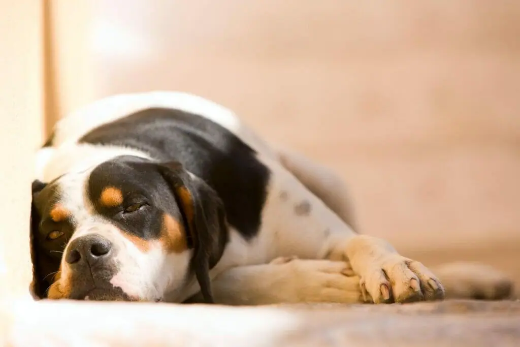 🐾 Tips To Prepare Your Dog For Alone Time 🏡