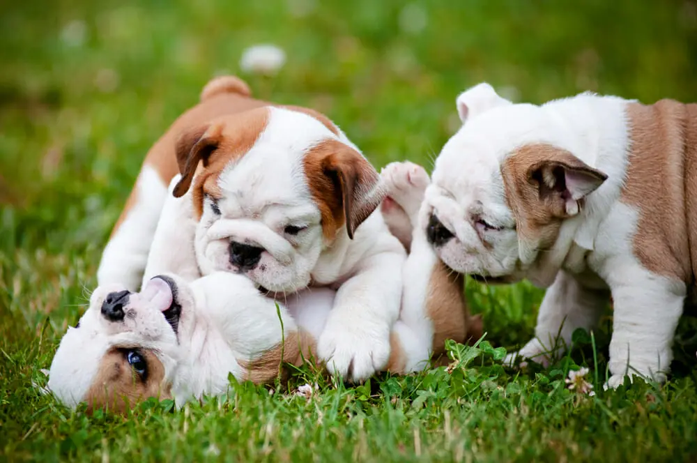 Tips On Early Socialization For Puppies
