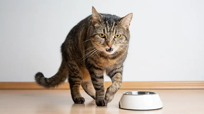 🐾 Behaviors That Stress Your Cat Like Crazy 🙀
