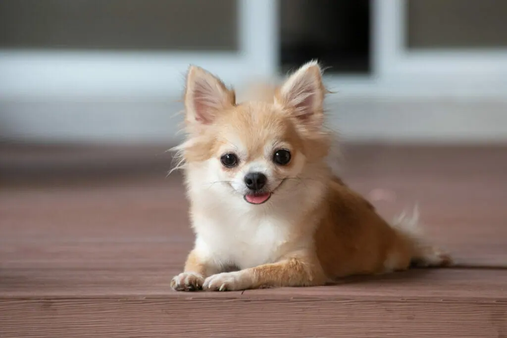 🐶🔍 Chihuahua Fun Facts! 🐾